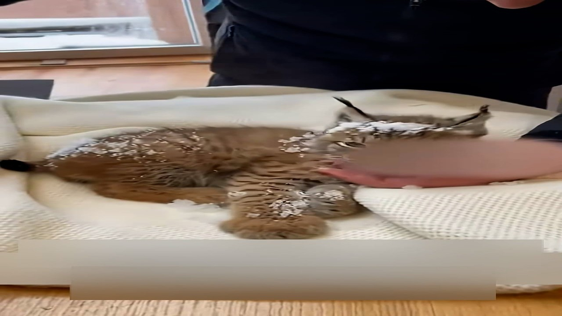 Part 2: Đ0807003_Rescuing A Lynx From The Freezing Winter #rescue #wholesome #animals ..._blurred_part2