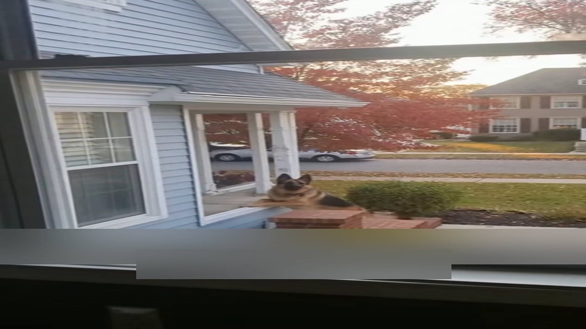 Part 2: Đ0807002_Ruthless Owner Evicted His Dog From His House_blurred_part2