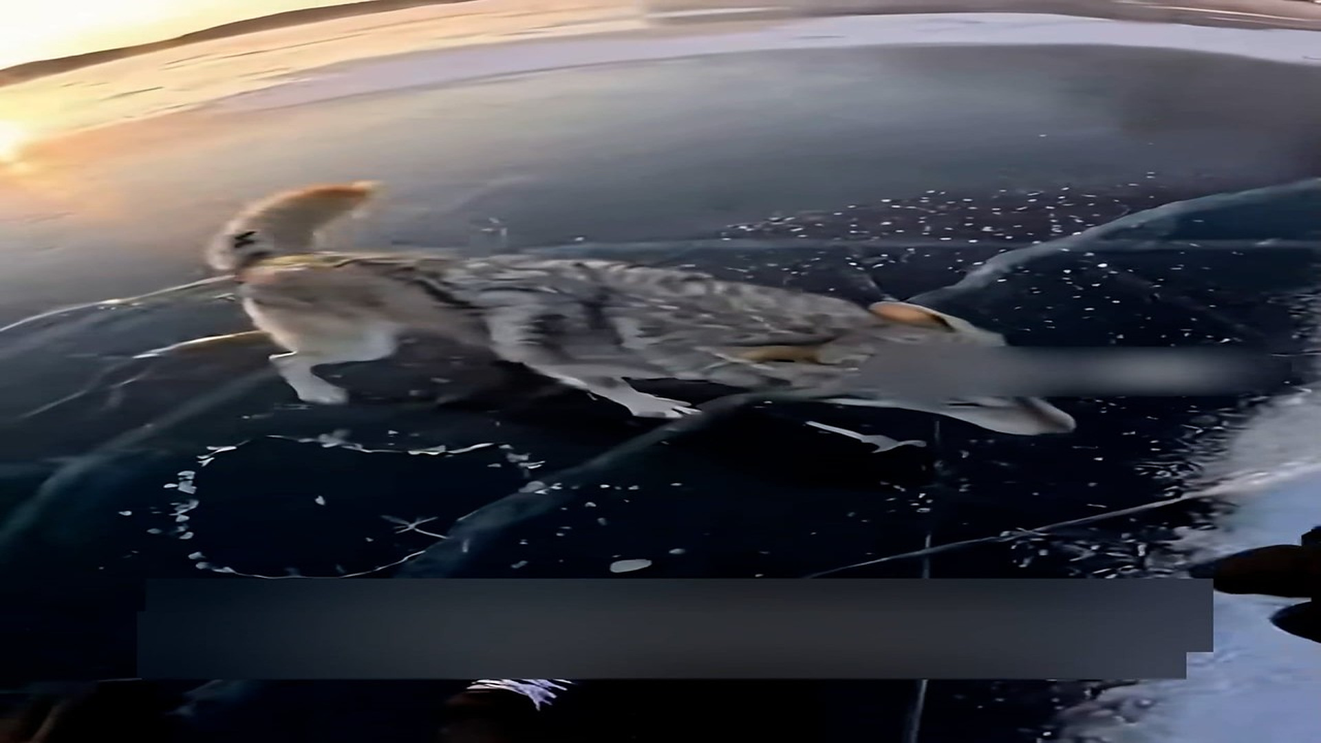 Part 2: Đ0707003_Rescued a Wolf That Was Trapped Under The Ice #wolf #rescue #wholesom..._blurred_part2