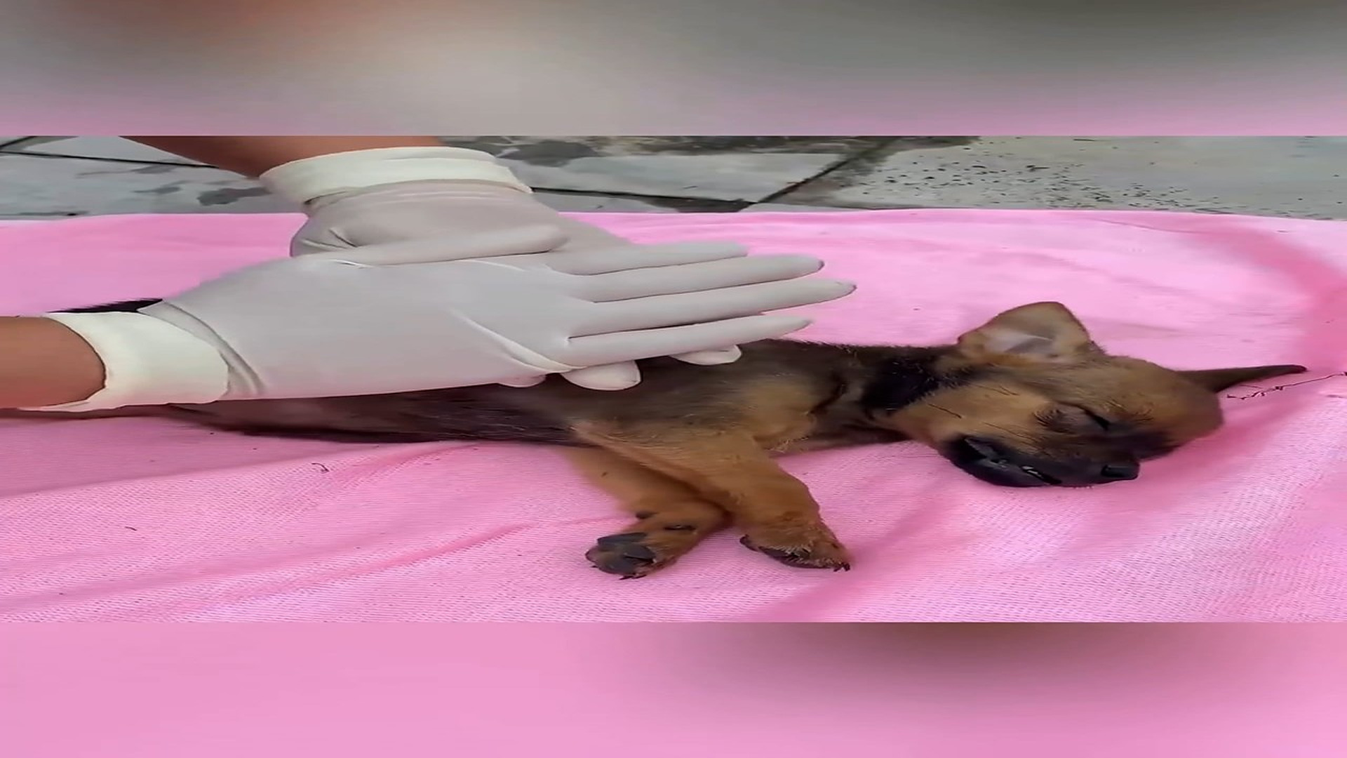 Part 2: Đ0607002_Rescue puppy #animal #animalsoftiktok #rescueanimals #rescue #rescued..._blurred_part2