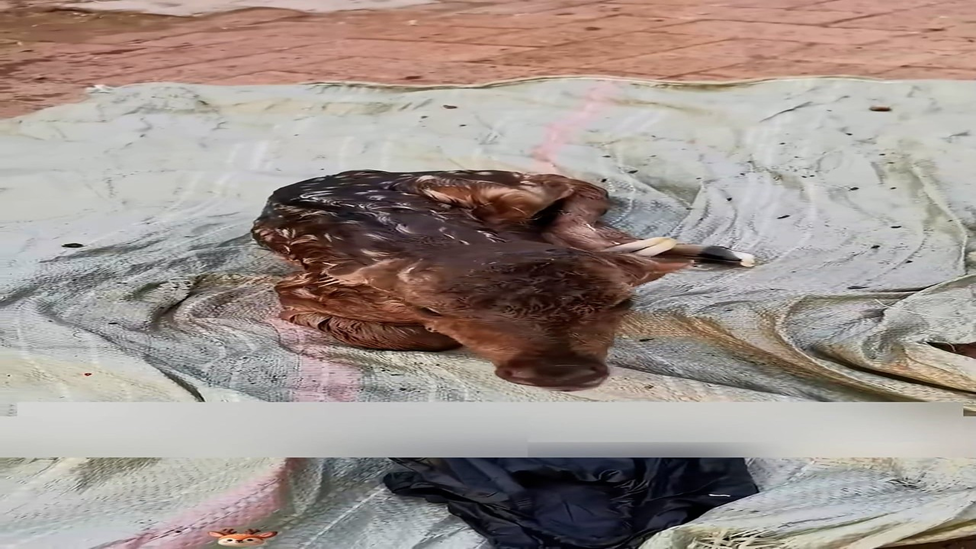 Part 2: Đ0807003_The fawn was abandoned by his mother shortly after birth. I rescued h..._blurred_part2