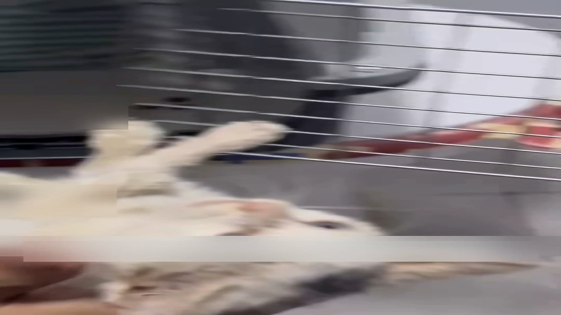 Part 2: Đ0807001_We rescued a pair of sister kittens from a sewer.#rescueanimals #cat ..._blurred_part2