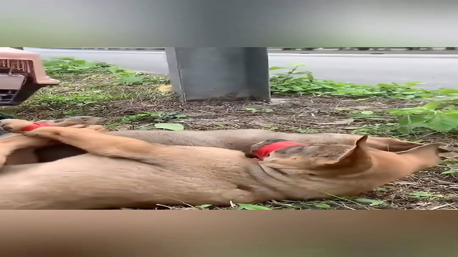 part 2: Đ0907002_Two dog was tied up and abandoned in the highway no one help them �#a_blurred_part2
