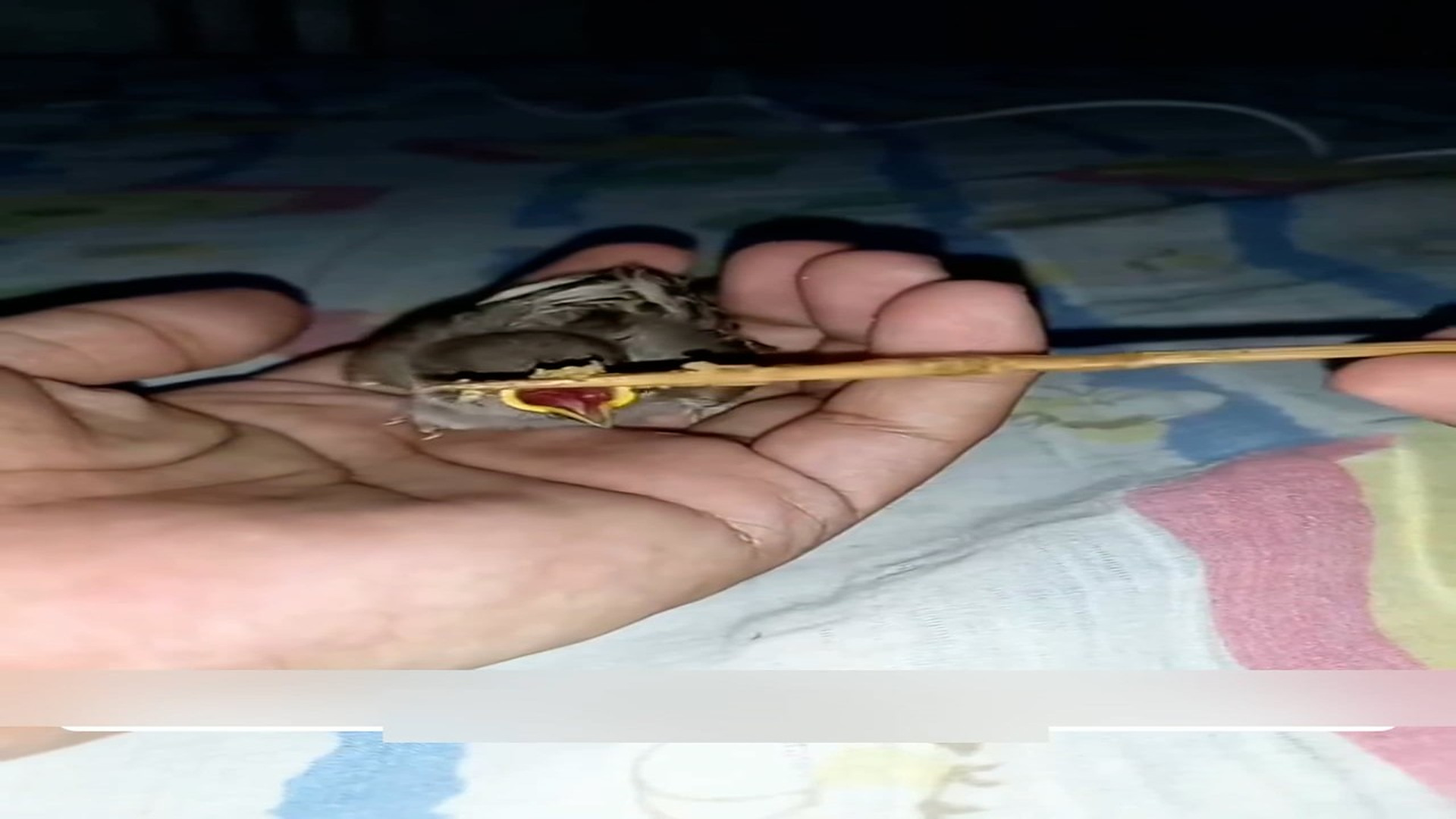part 2: Đ0907003_This family rescued an abandoned baby sparrow and then adopted it #an..._blurred_part2
