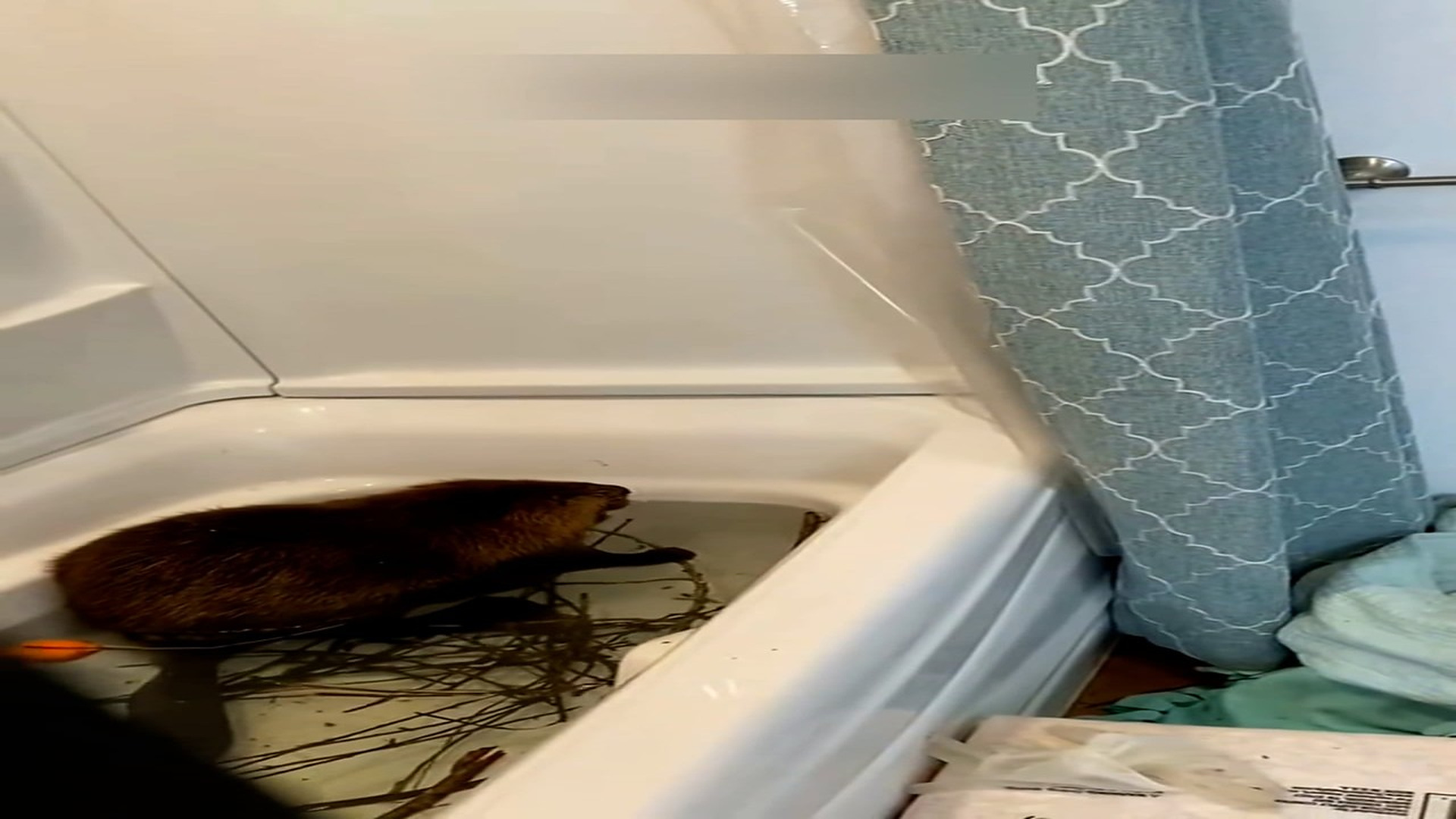 part 2: Đ0907001_Save a trapped beaver and adopted him #rescue #animal #animalsoftikto..._blurred_part2