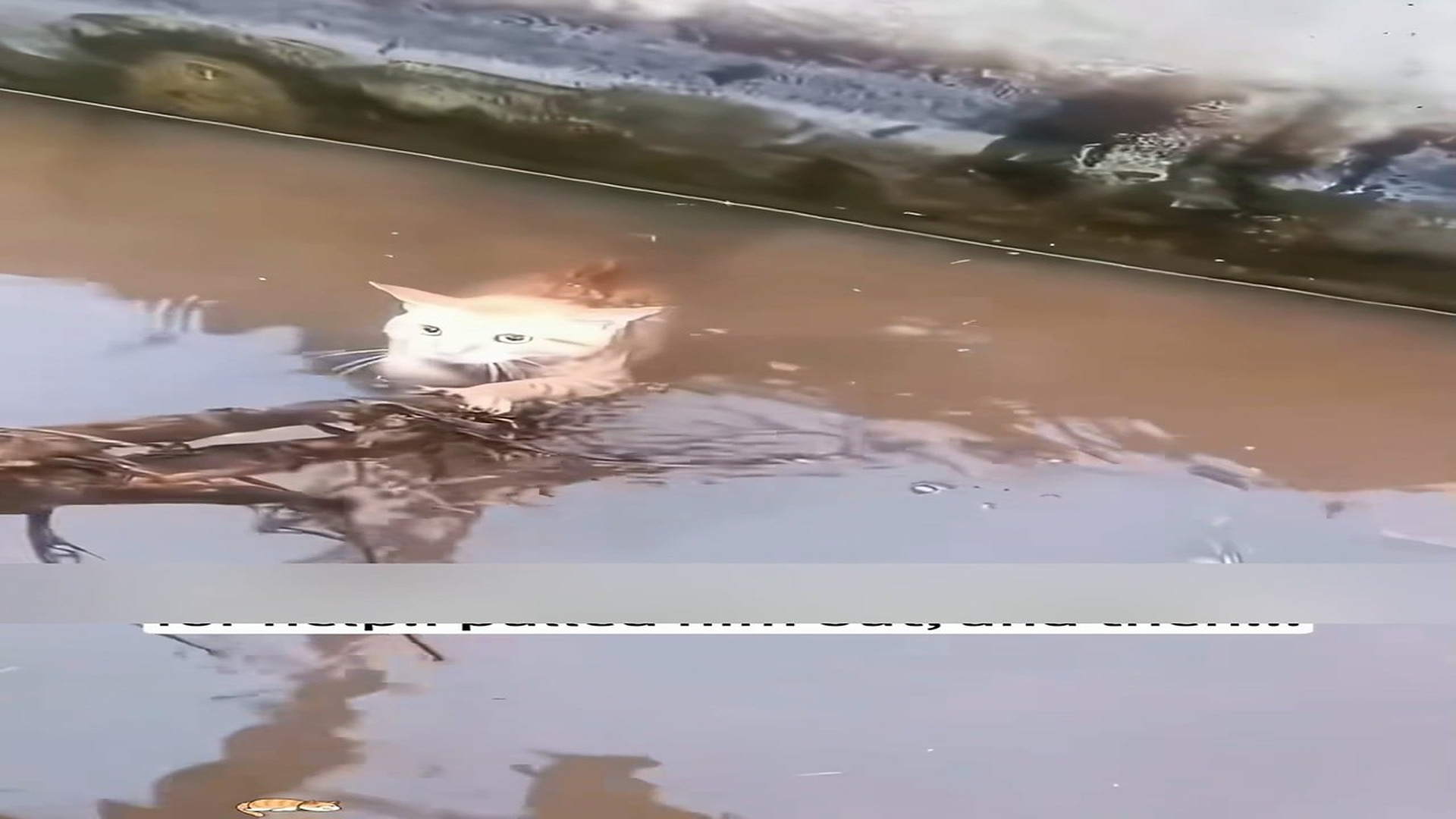 part 2: Đ0907003_The kitten fell into the water and cried for help.I pulled him out, a..._blurred_part2
