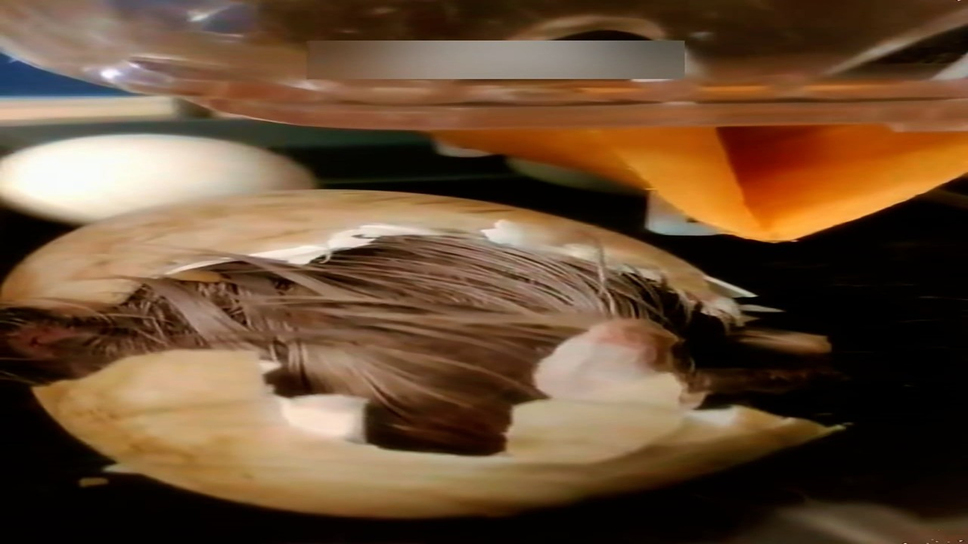 part 2: Đ0907002_The girl picked up a egg and asked the mother hen to hatch it...#resc..._blurred_part2