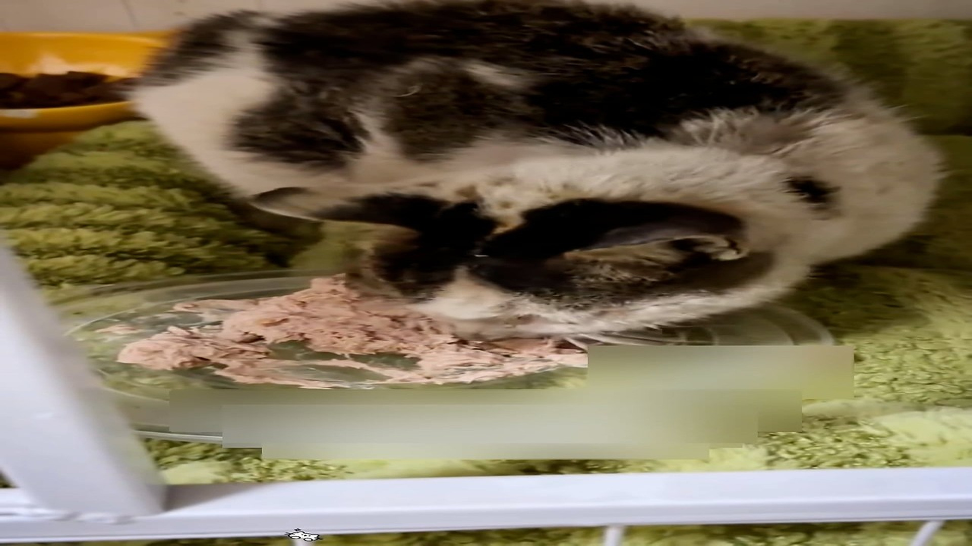 part 2: Đ0907003_Rescue a poor cat and then #animals #fyp #rescue #love #cat _blurred_part2