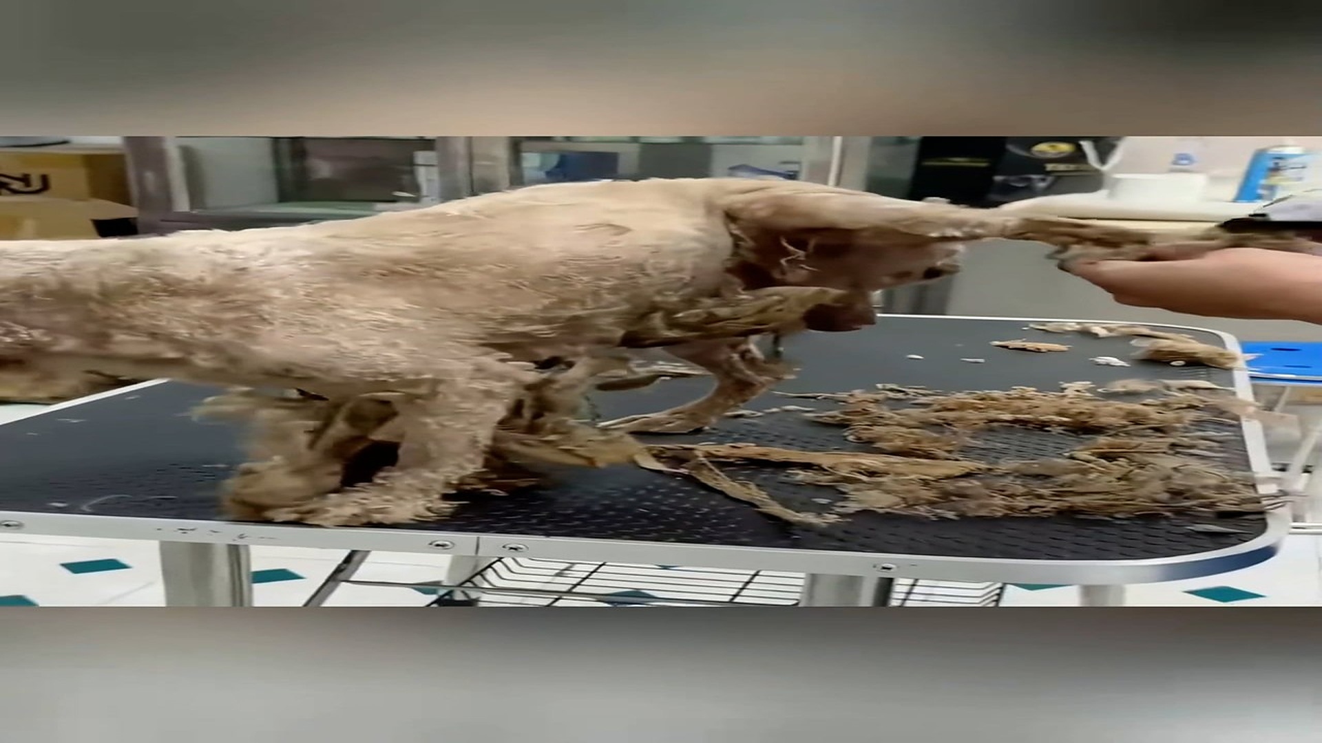 part 2: Đ1007002_Recuse the poor abandoned puppy cover a long dirty hair will you save_blurred_part2