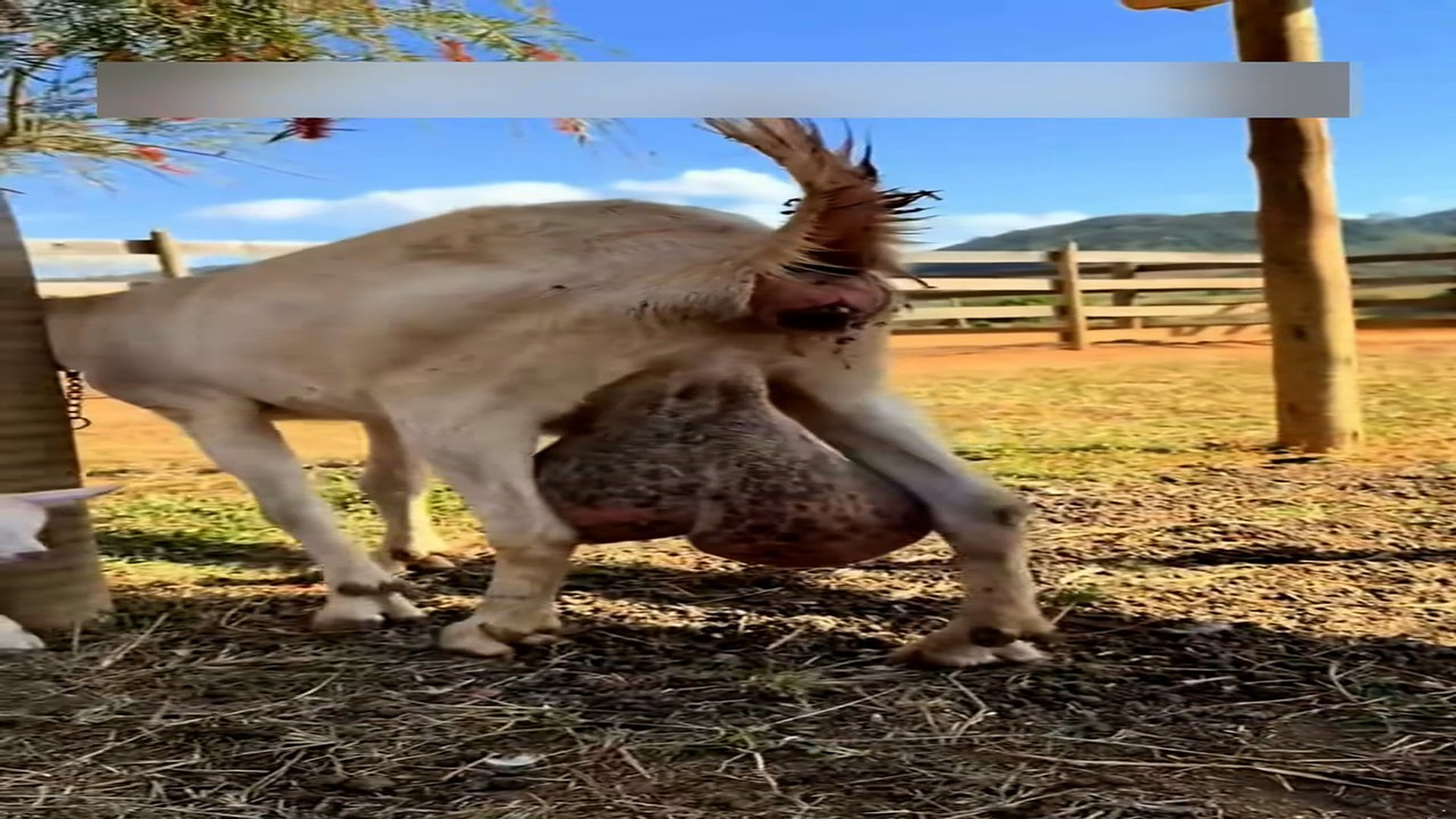 part 2: Đ1007001_The man delivered a lamb on the ranch#help #rescue #animal #lamb #fyp..._blurred_part2