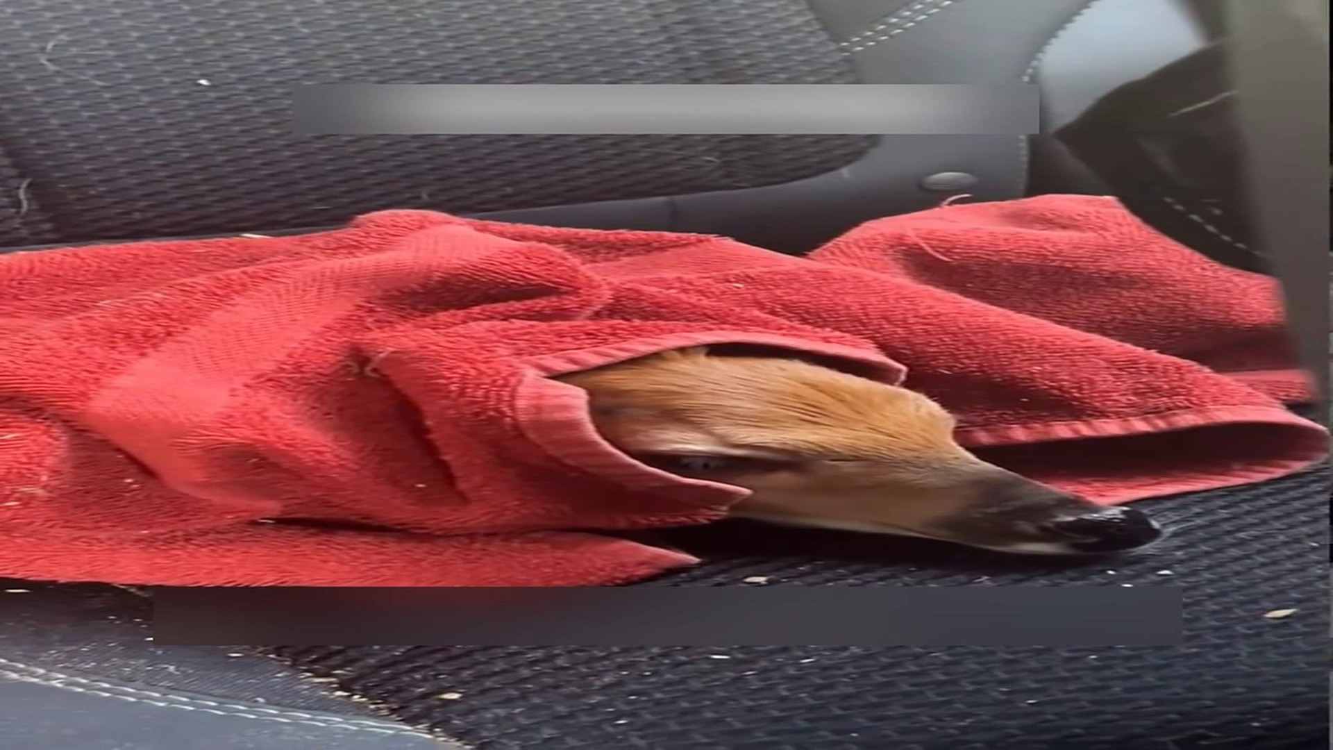 part 2: Đ1007003_Rescue a poor deer and then #rescue #fyp #animals #deer _blurred_part2