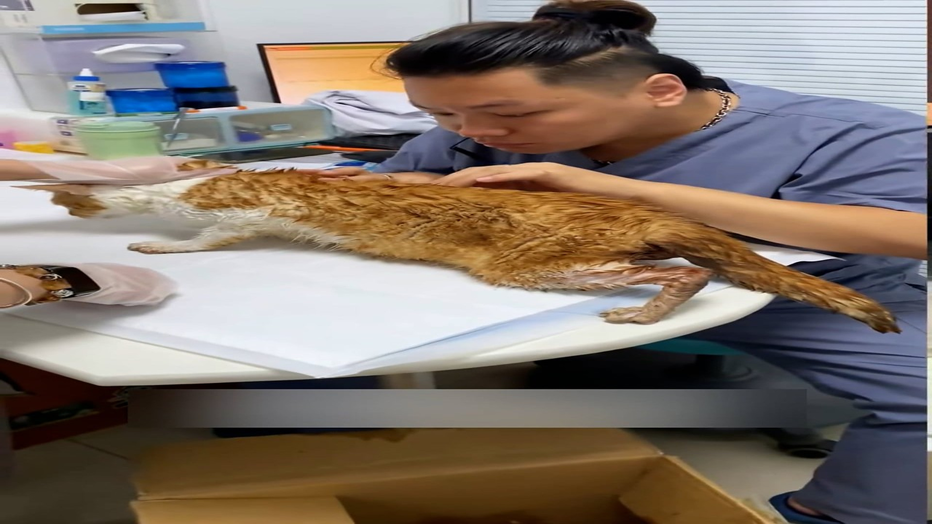 part 2: Đ1007001_Rescue a poor cat and then #animals #rescue #fyp #cat #kitten #kitty _blurred_part2