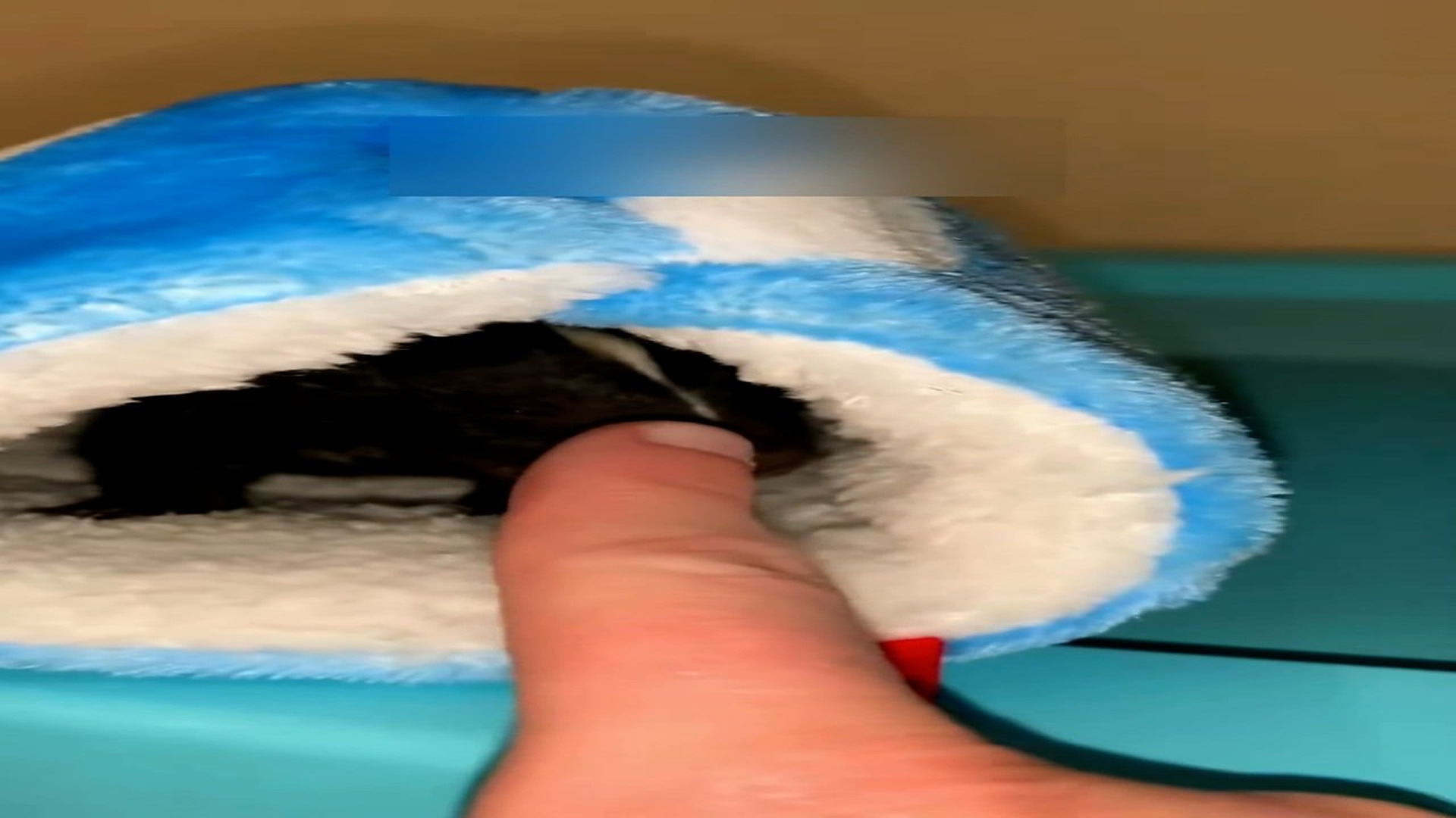 Part 2: Đ1107001_Thanks for saving baby skunk from a dog #rescue #animal #animalsoftik..._blurred_part2