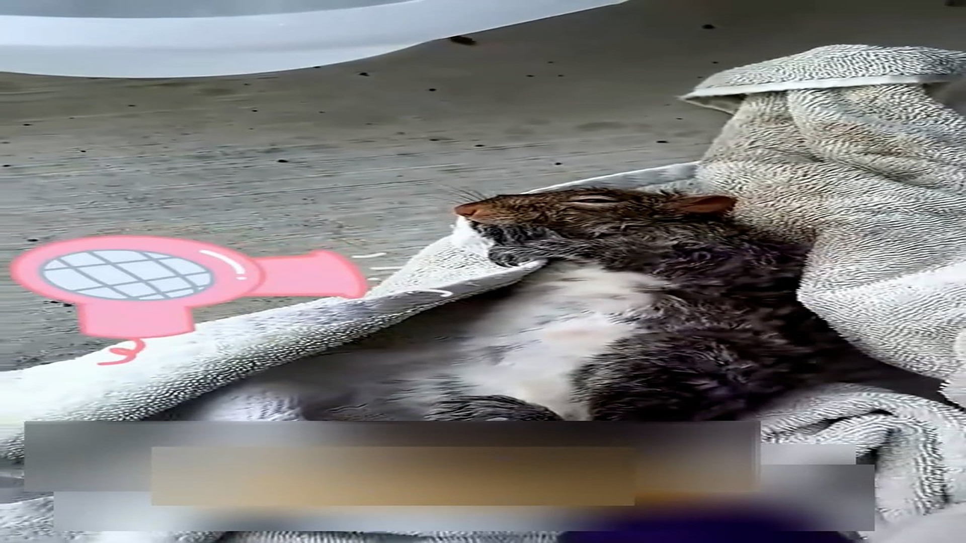 Part 2: Đ1107003_The girl rescued a squirrel and then #rescue #animal #animalsoftiktok..._blurred_part2