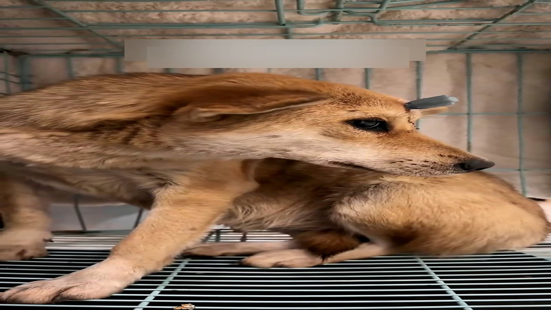 Part 2: Đ1107001_Rescue a poor dog and then #animals #fyp #rescue #dog #love _blurred_part2