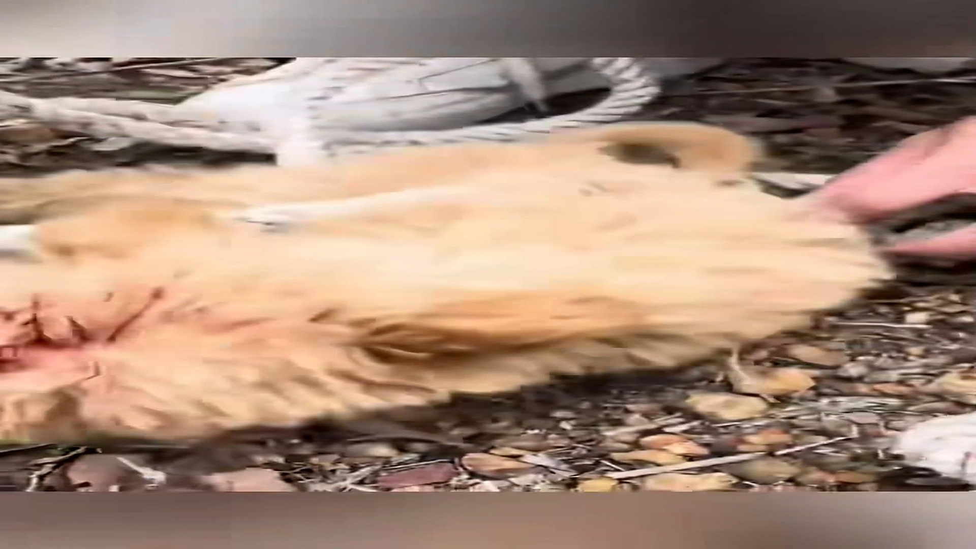 Part 2: Đ1207001_Poor puppy was bundel in the tree no one help him he is waiting to di_blurred_part2