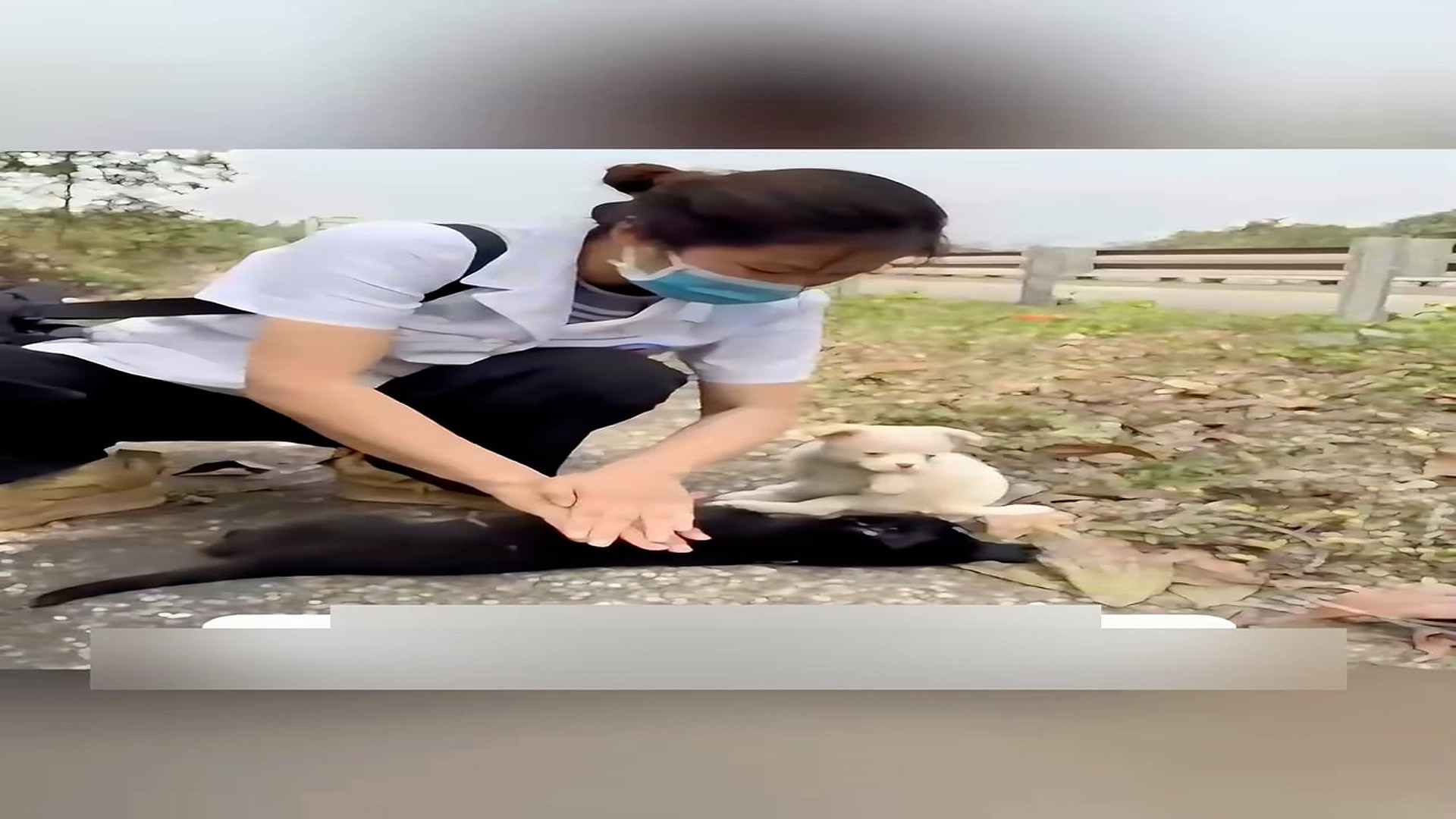 Part 2: Đ1207002_Will you recuse those poor homeless puppy brother ? #foryou #animallo..._blurred_part2
