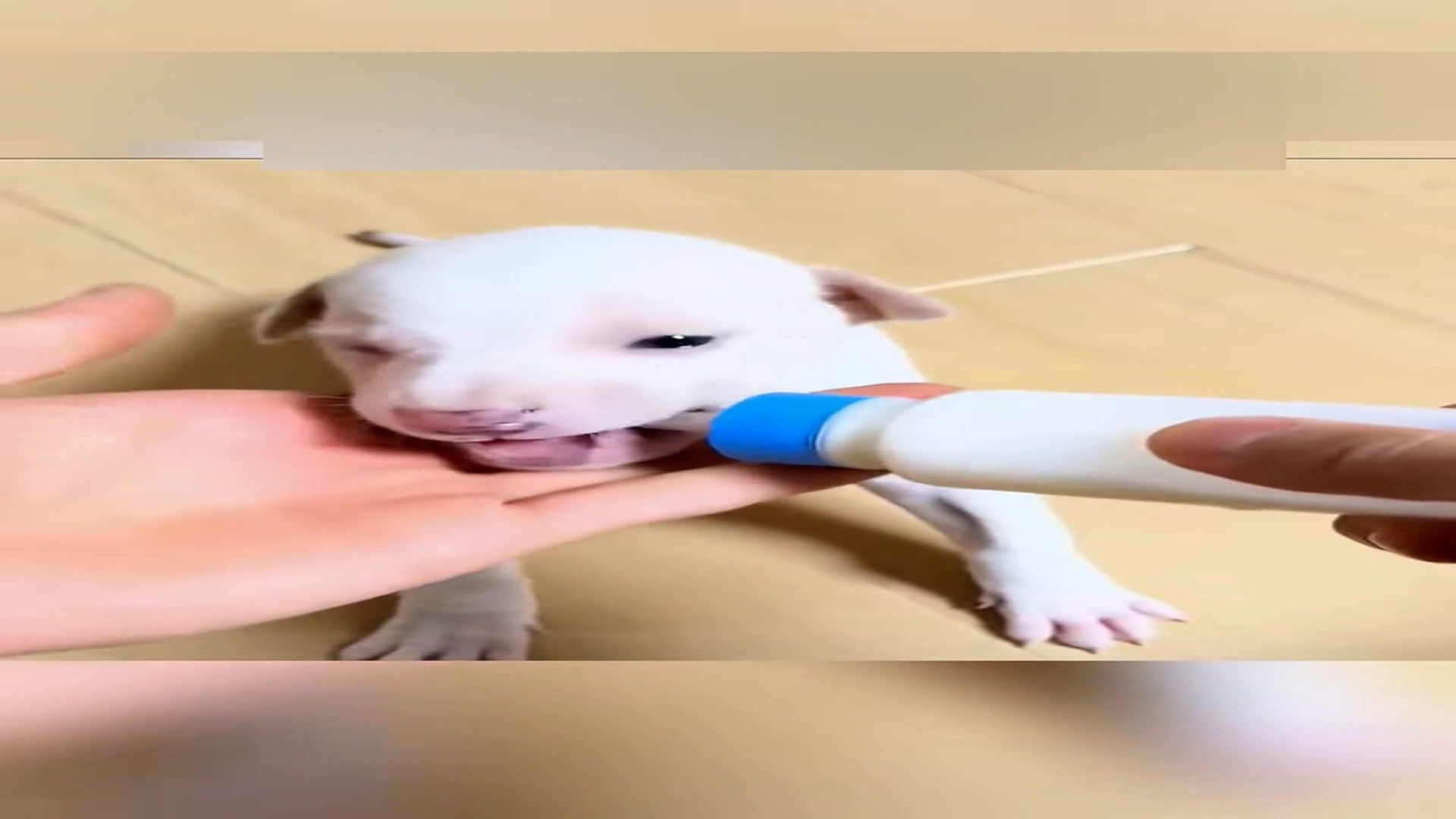 Part 2: Đ1207002_The lucky dog was adopted by this family #rescue #animal #animalsofti..._blurred_part2