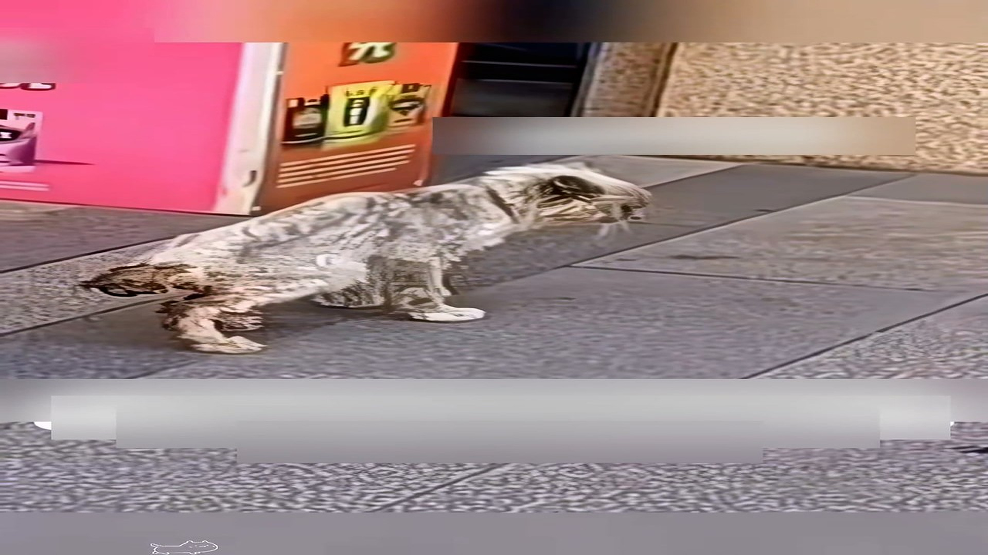 Part 2: Đ1207003_The thin cat wanted help but was chased away by the supermarket owner..._blurred_part2