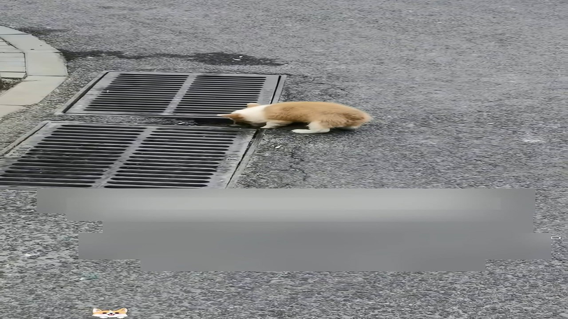 Part 2: Đ1207002_The puppy just wanted to go inside the store to take shelter from the..._blurred_part2