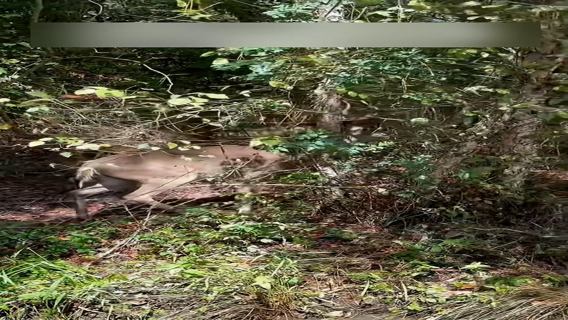Part 2: Đ1207001_The man rescued a buck when he fishing and then…#rescue #help #animal..._blurred_part2