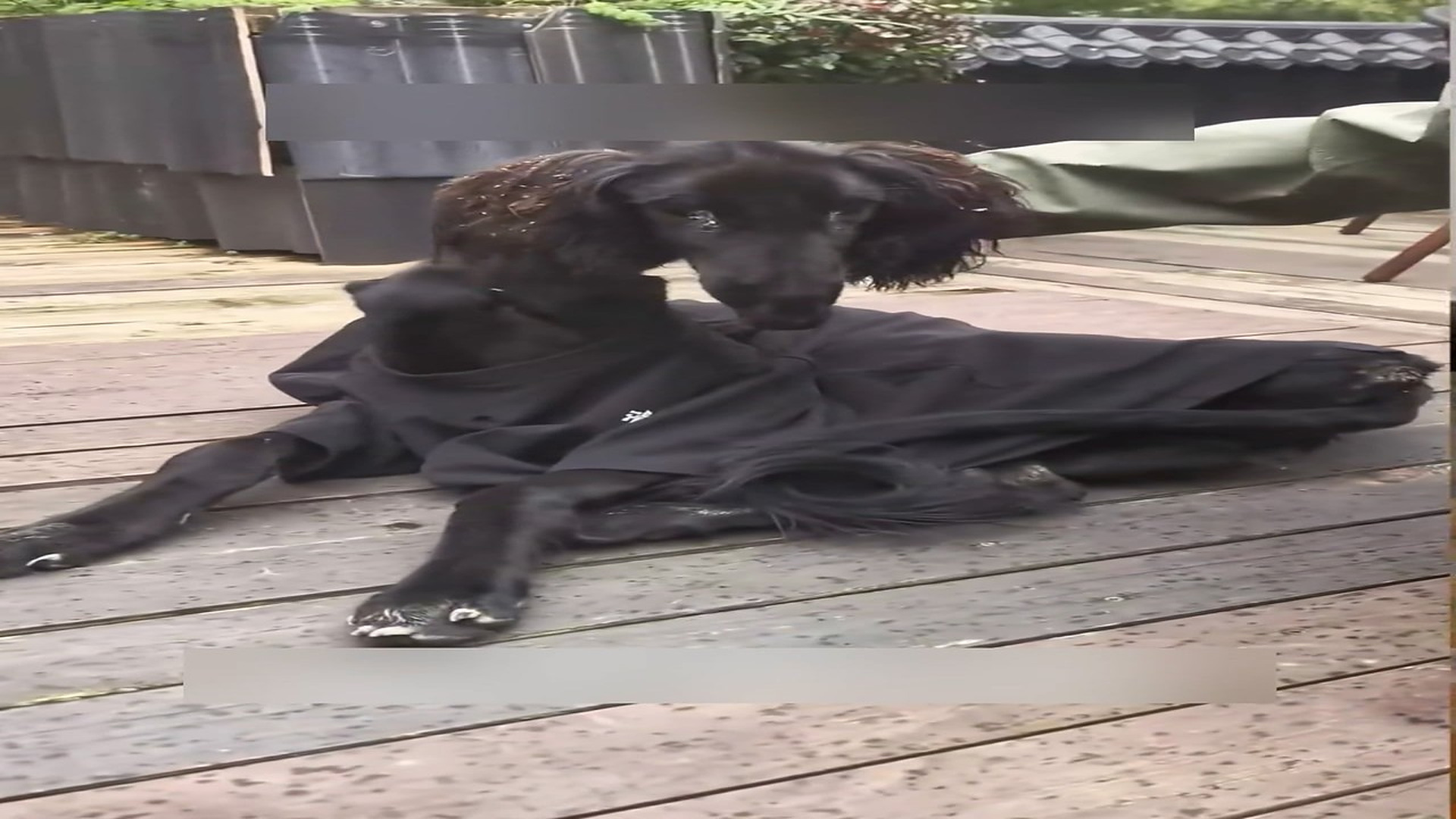 Part 2: Đ1207002_Rescue a poor dog and then #rescue #animals #fyp #dog #puppy #love _blurred_part2