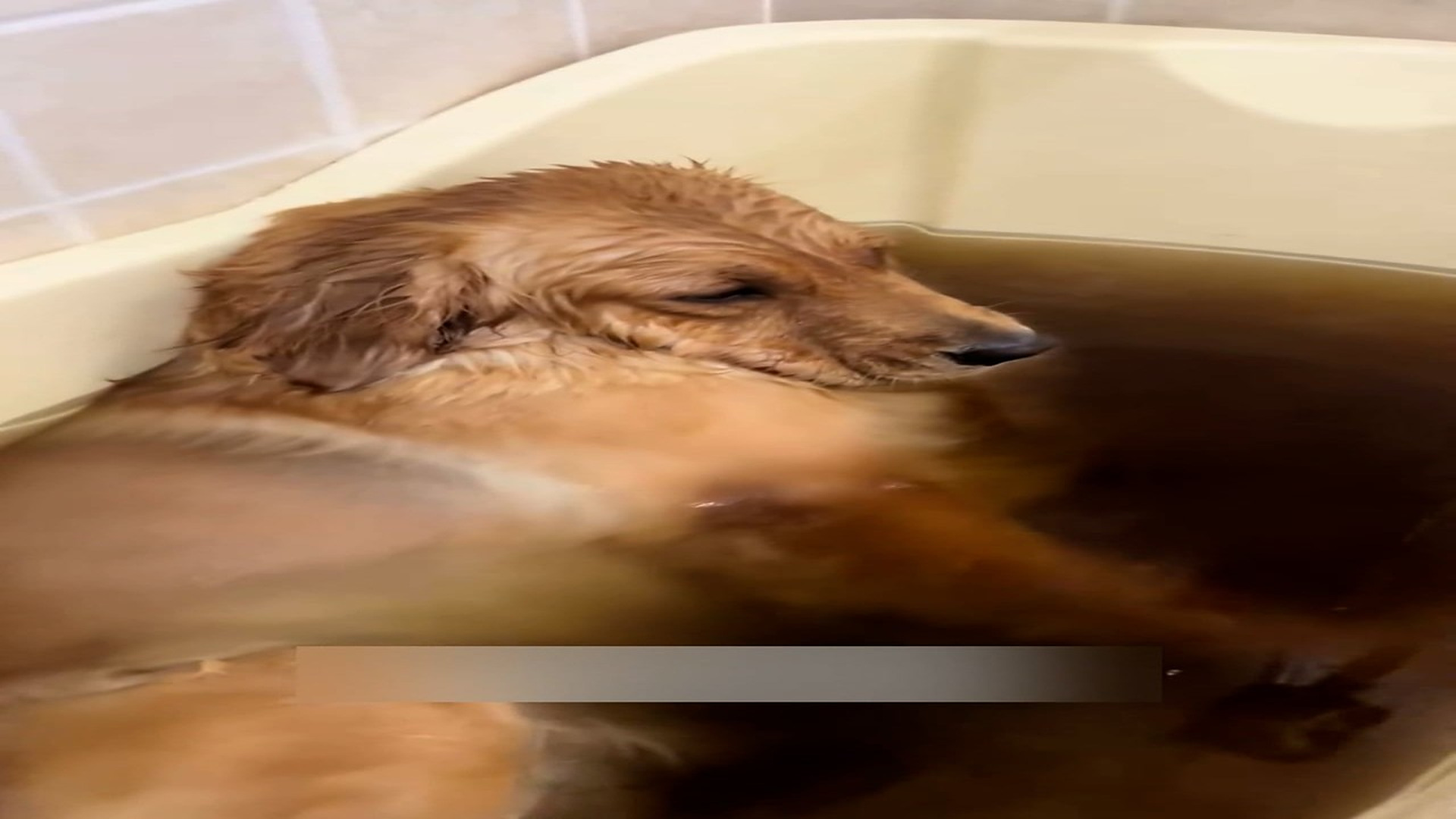 Part 2: Đ1207001_Rescue a poor dog and then #rescue #animals #fyp #dog #puppy #cute #l..._blurred_part2