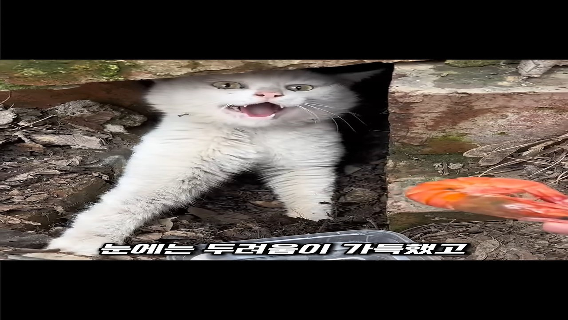 Part 2: Đ1307001 포획 덫에 걸린 고양이를 구조한 남성