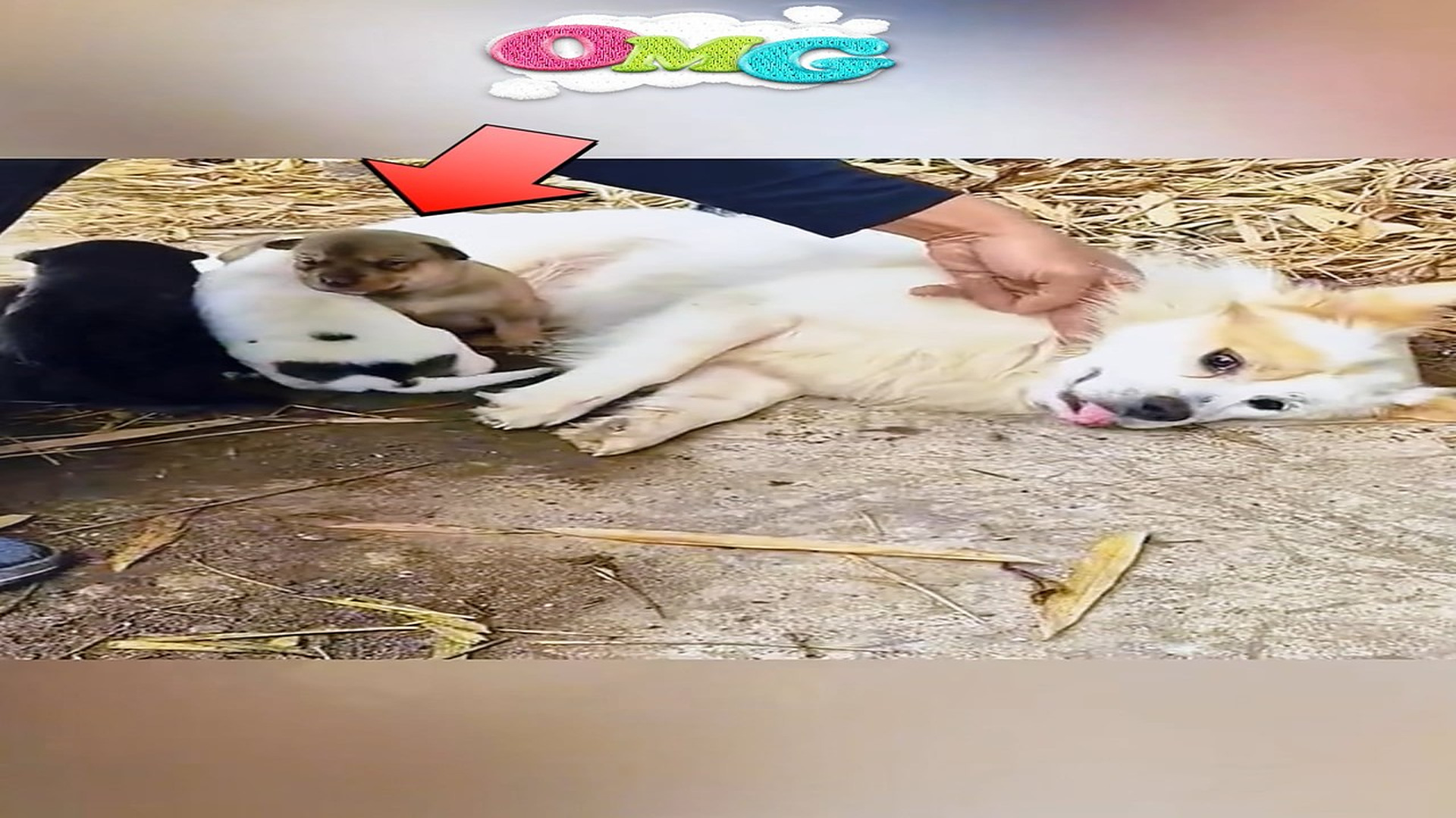 Part 2: Đ1407002 95K views · 4.9K reactions | Rescue a family of dog on the road | Cocomelon - Nursery Rhymes