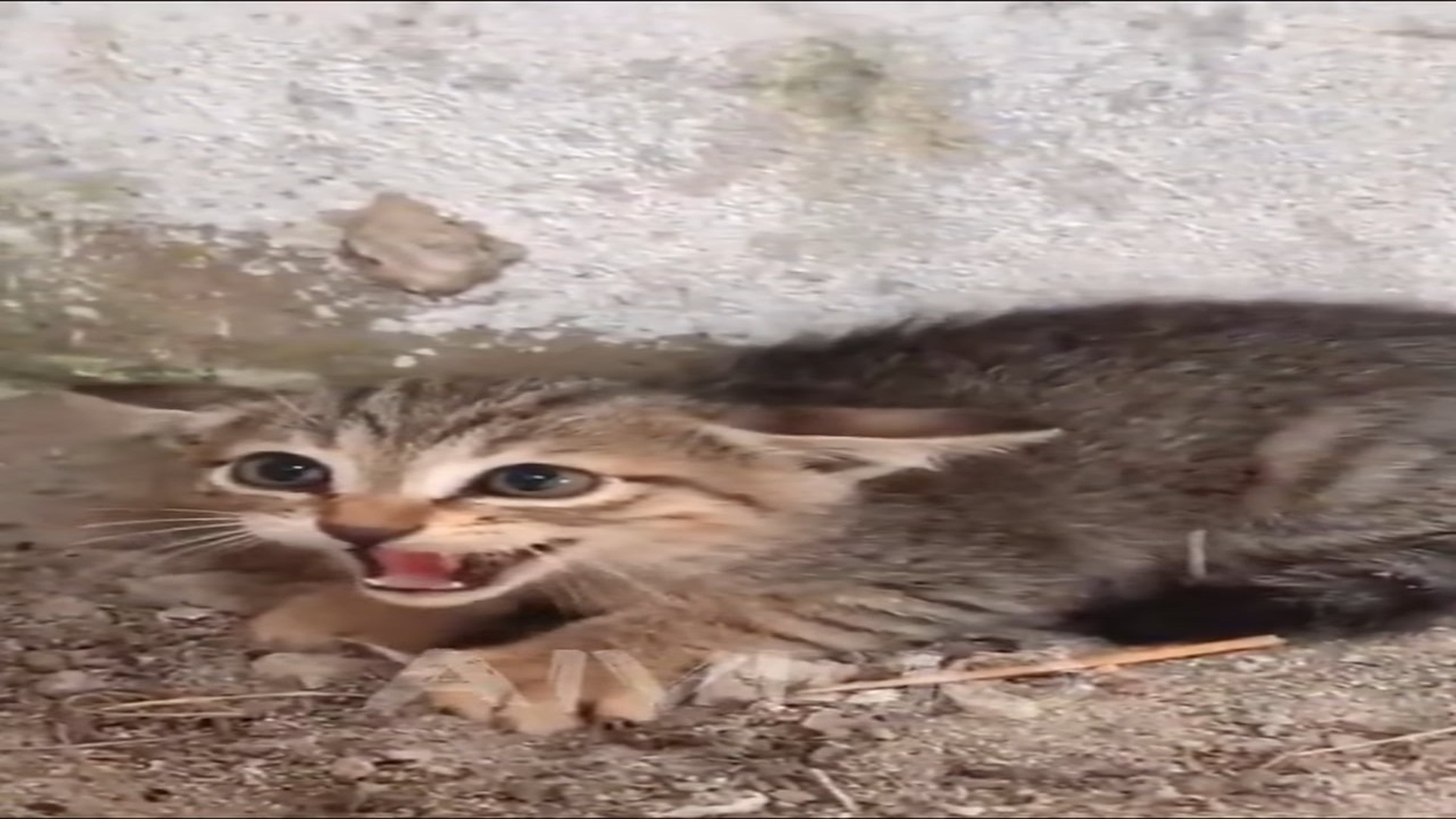 Part 2: Đ1407003 5.7K views · 231 reactions | Five stray cats were trapped in an abandoned house, woods tried to act fierce when I helpe