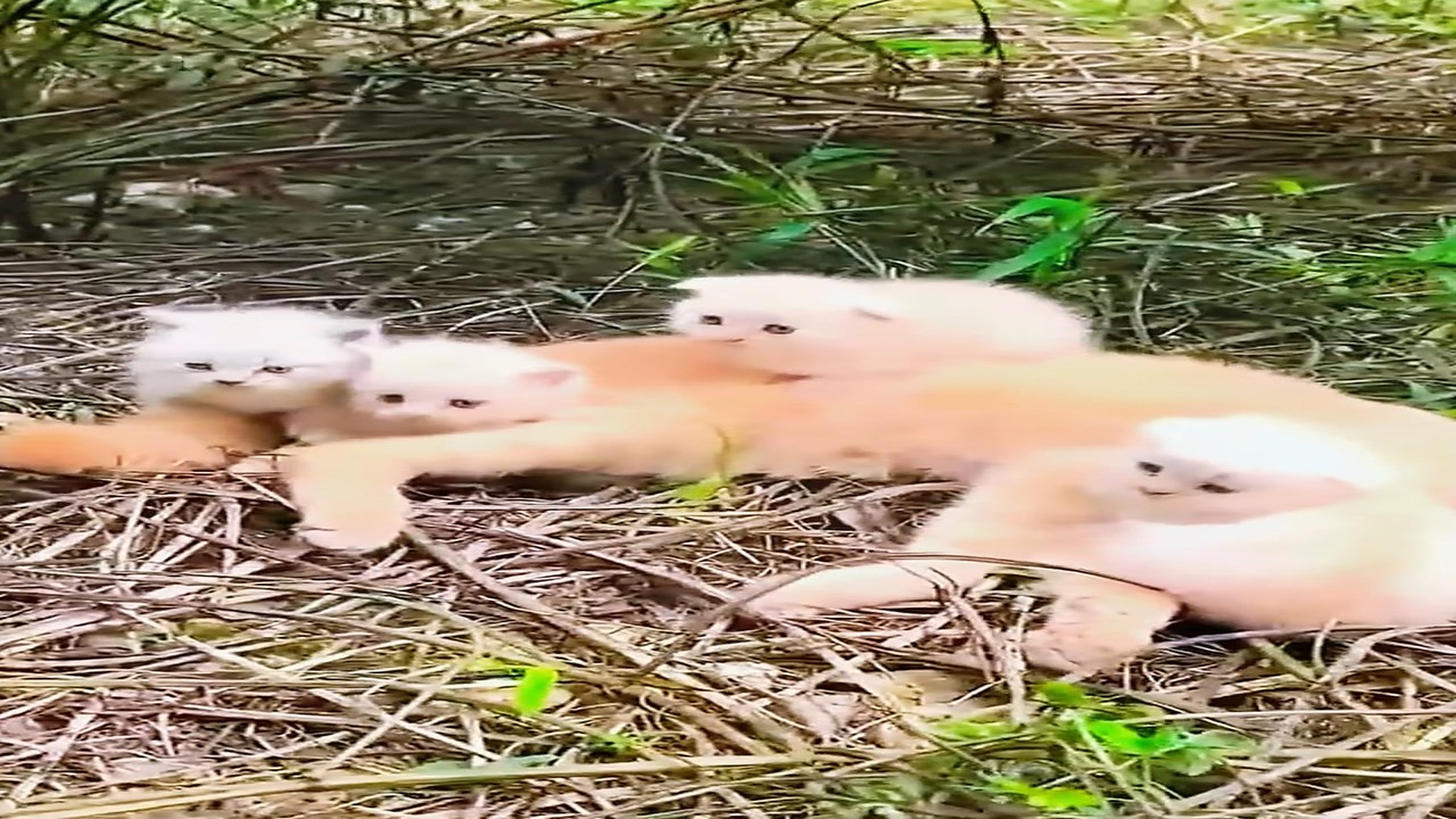 Part 2: Đ1407003 475K views · 10K reactions | A mother cat was in danger while searching for food for her kitten - This rescue story has