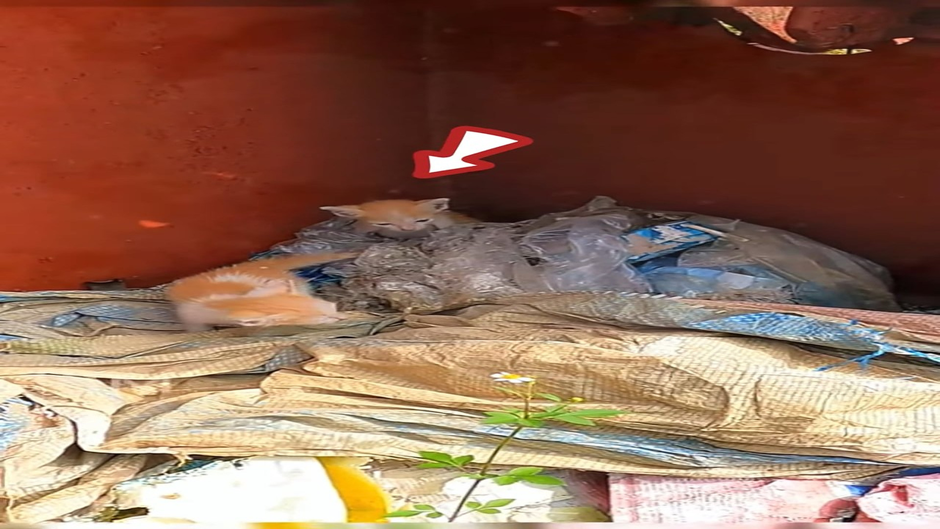 Part 2: Đ1407001 4K views · 167 reactions | while checking the train station with my colleague i found these two poor kittens and i deci