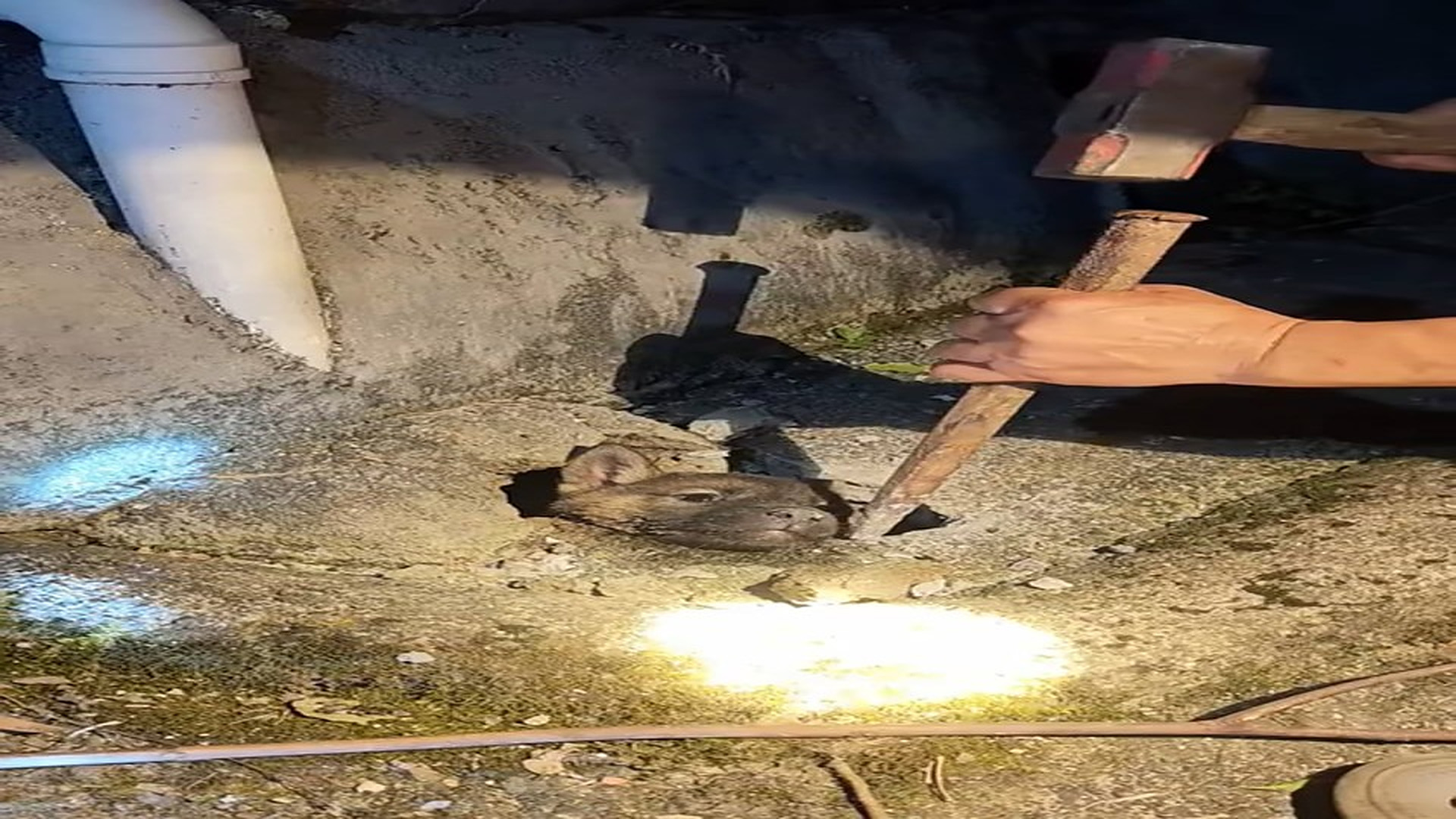 Part 2: Đ1507001_The long-awaited puppy rescue video