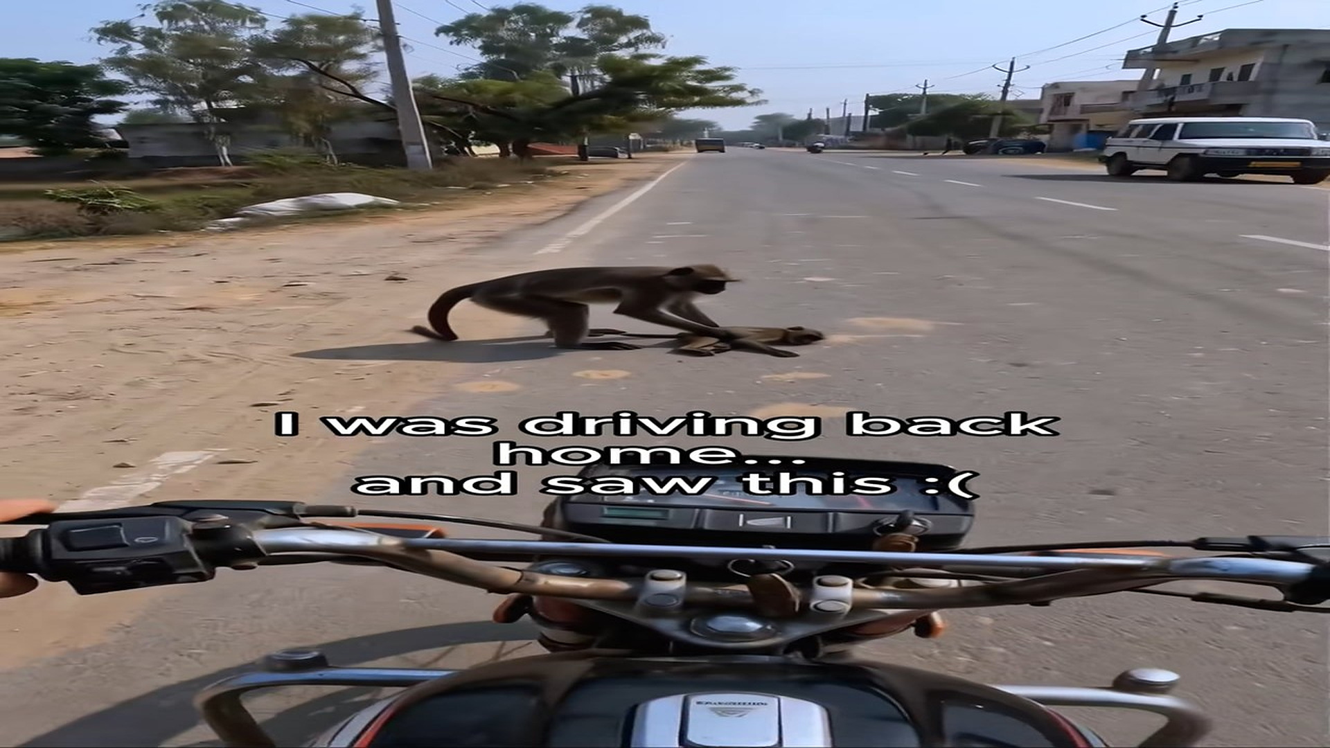 Part 2: I rescued a baby monkey whilst on holiday in South Africa #tiktokgrowthchallenge #monkey #wholesome