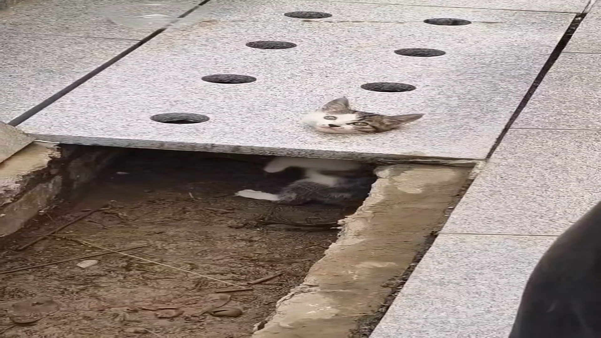 Part 2: this Man rescue kitten and decided to adopt it �� #rescueanimals #rescuekitten #kittensoftiktok #k