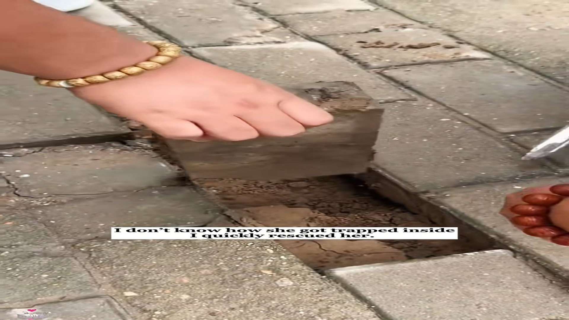 Part 2: I heard a cat crying under the floor tiles.#rescue #animals #fyp #kitten #cat