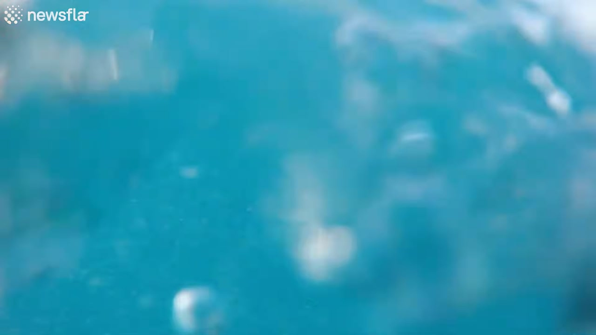 Part 2: Đ1607001_1. Struggling Sea Turtle Saved Fish Netting In Maldives