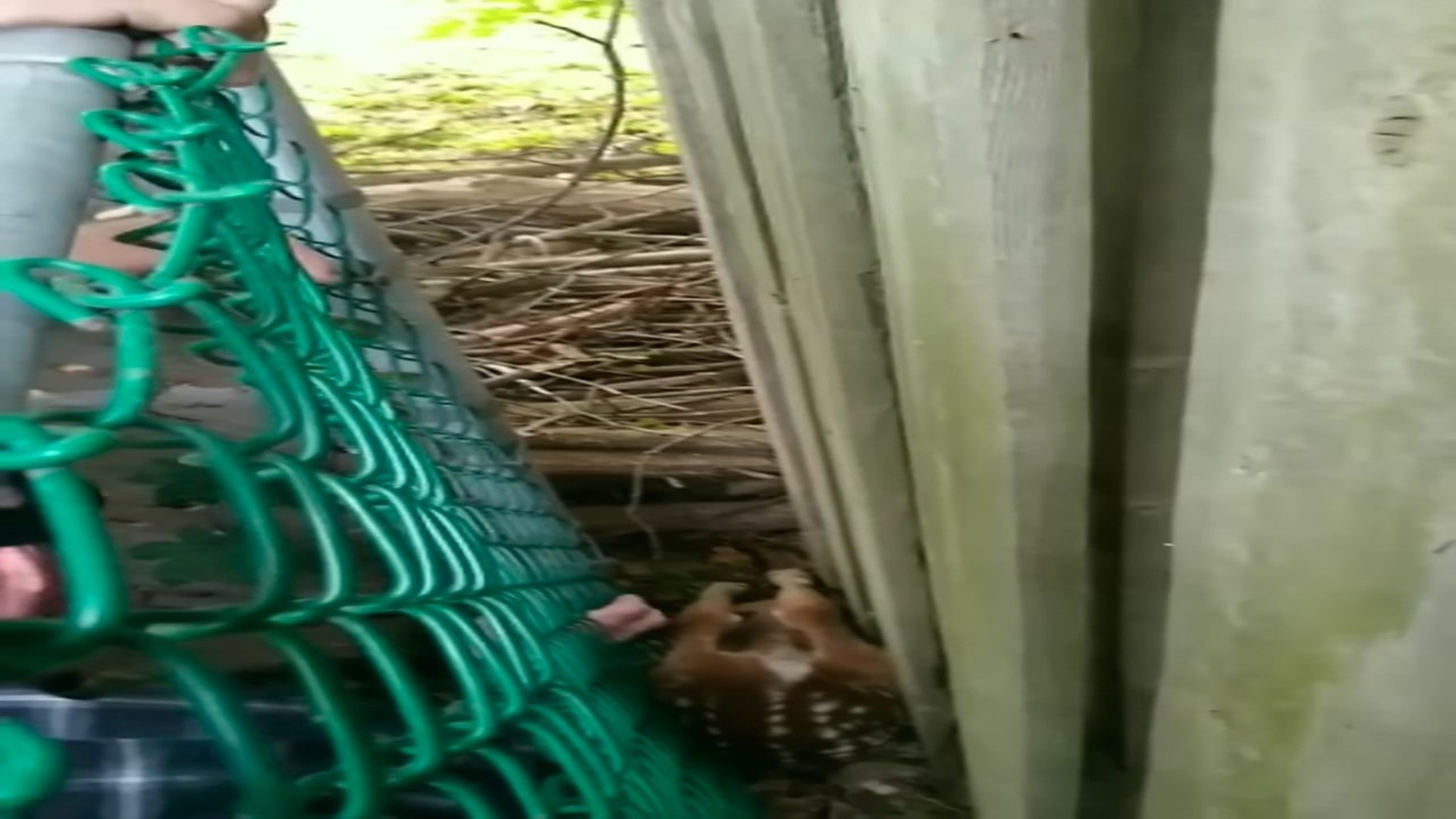 Part 2: Đ1607003_3. BABY DEER STUCK IN FENCE, SAVED REUNITED MOTHER