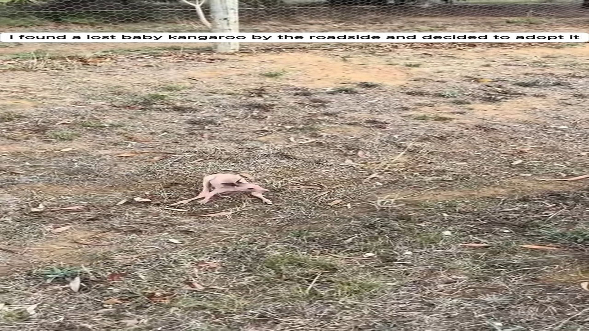 Part 2: Đ1607003_I found a lost baby kangaroo by the roadside and decided to adopt it
