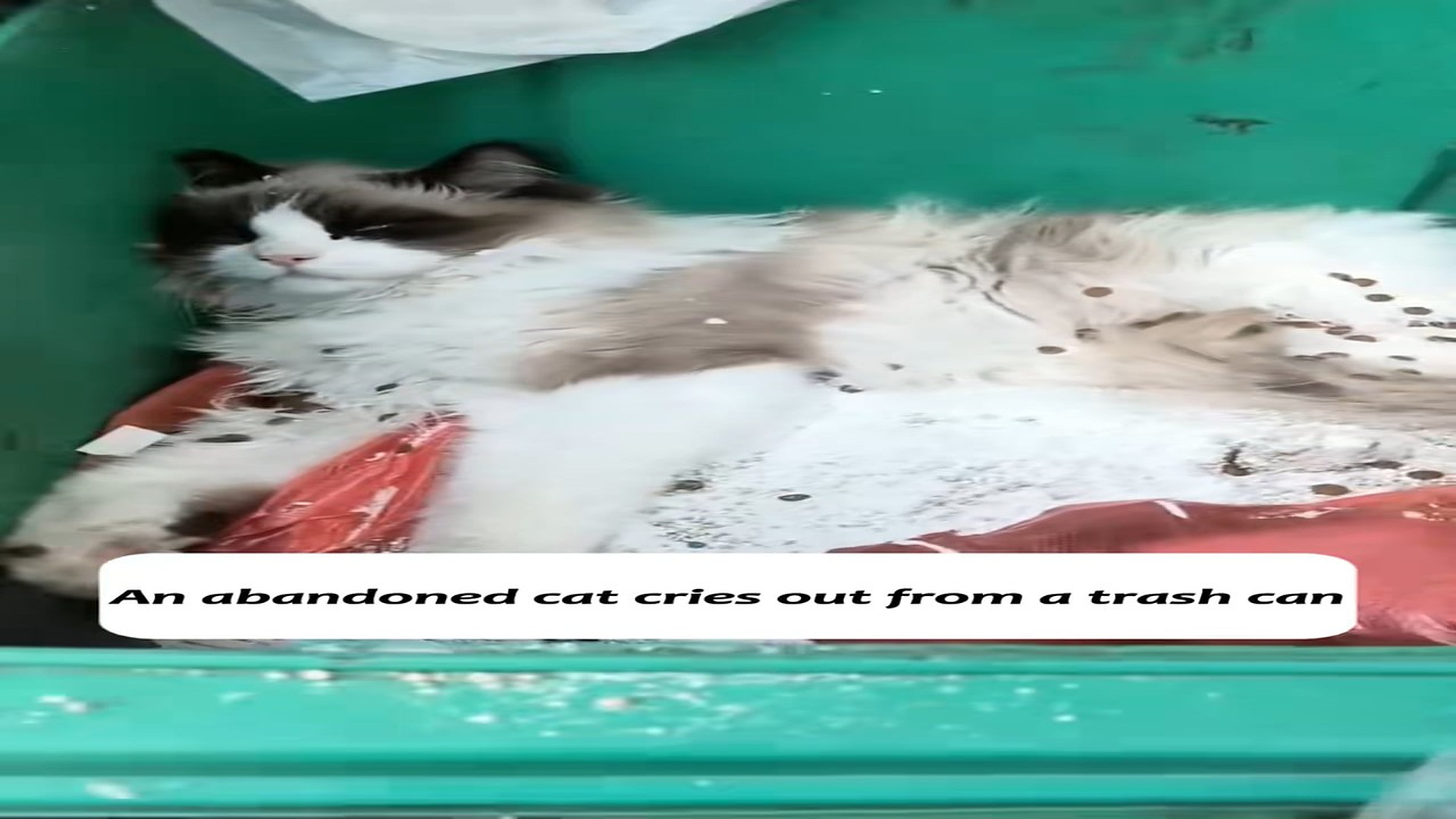 Part 2: Đ2007003_This pregnant cat was abandoned by its cruel owner in a trash bin. It
