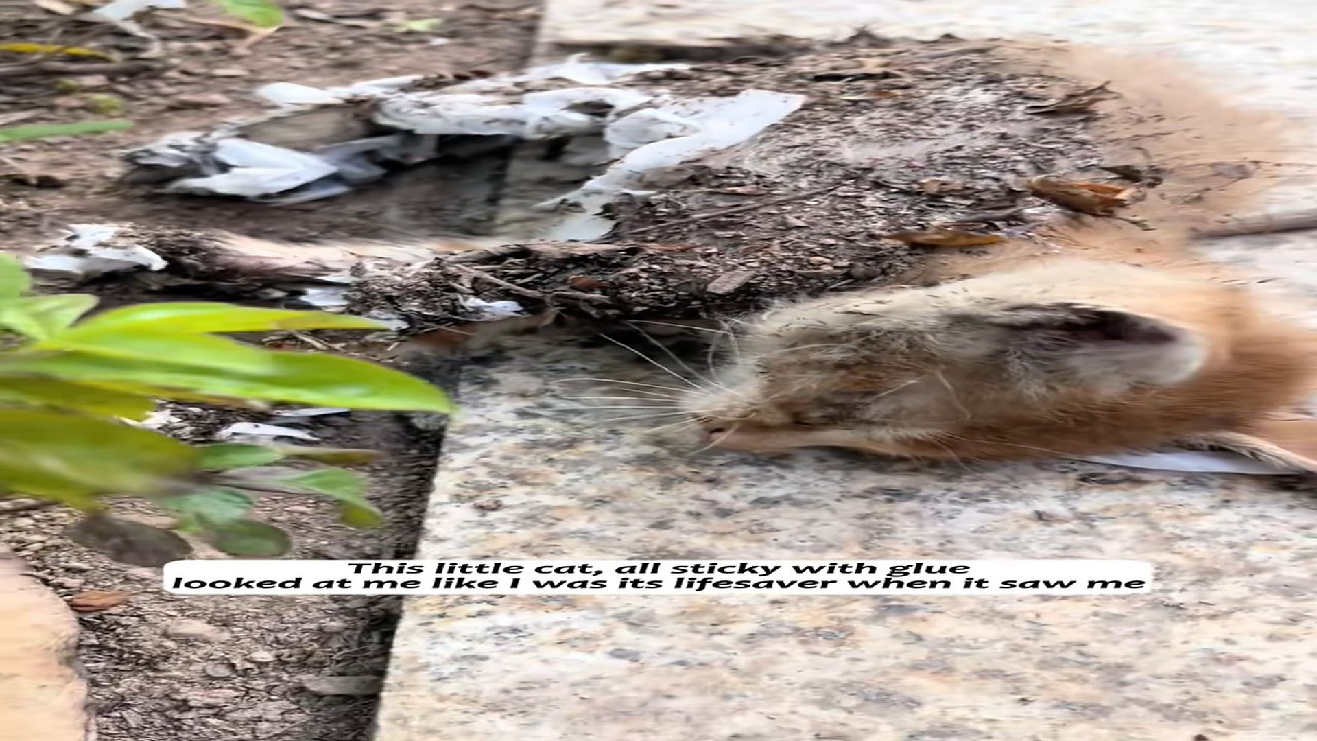 Part 2: Đ2007002_This little cat, all sticky with glue looked at me like I was its lif