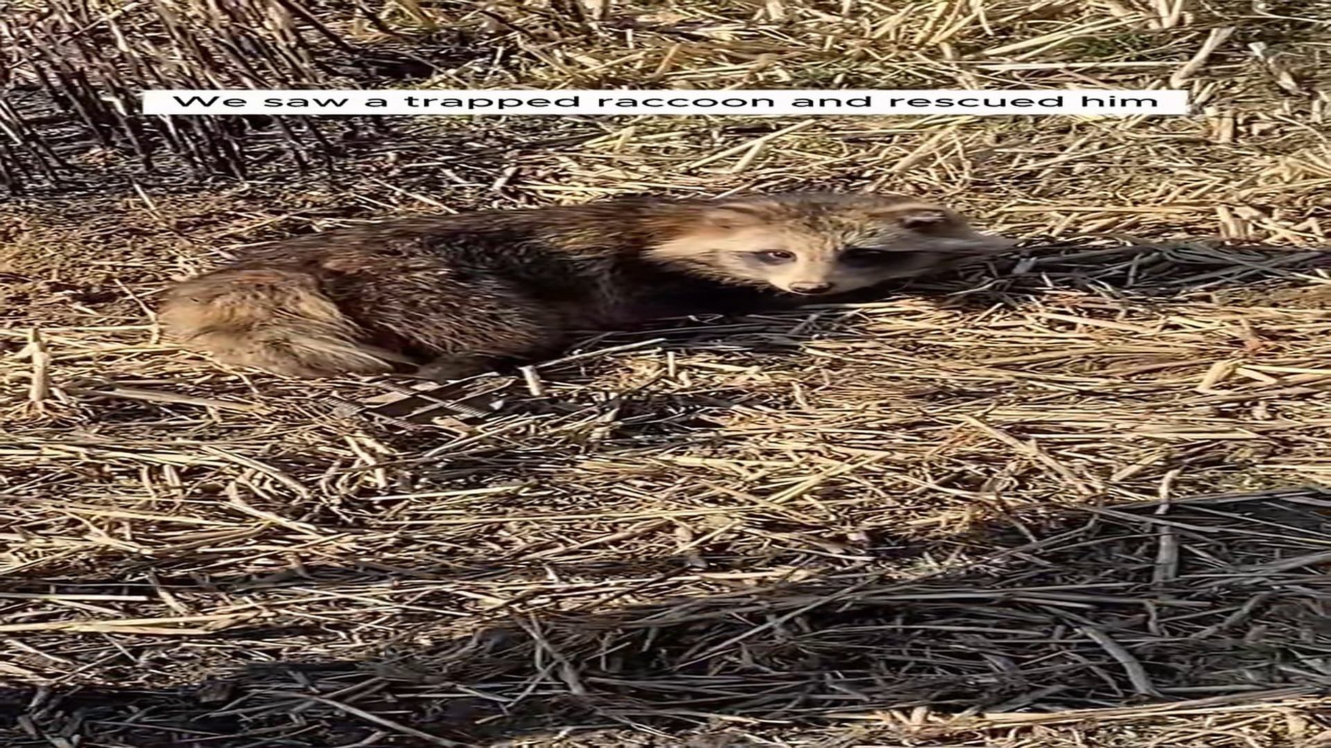 Part 2: Đ2007003_This family rescued a trapped raccoon and then #animal #animalsoftikt