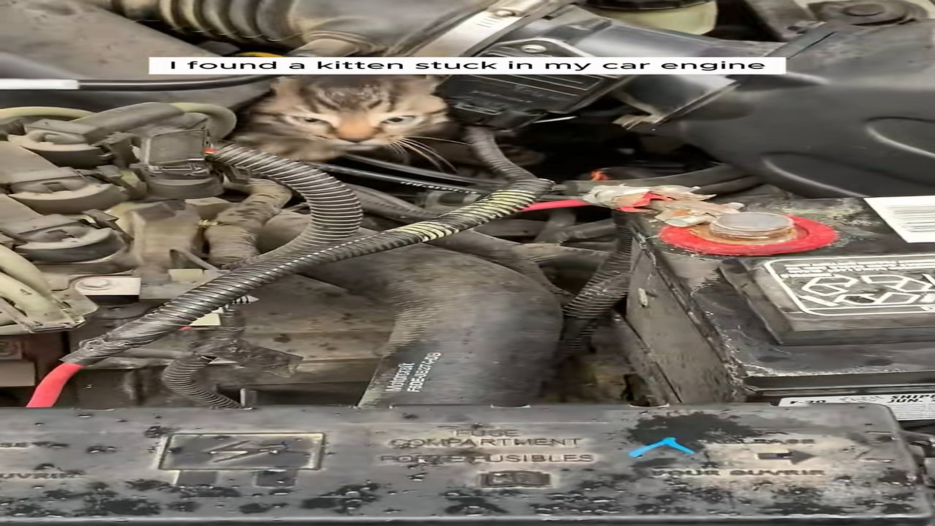 Part 2: Đ2007001_Man found and rescued a kitten stuck in his car #animal #animalsoftik