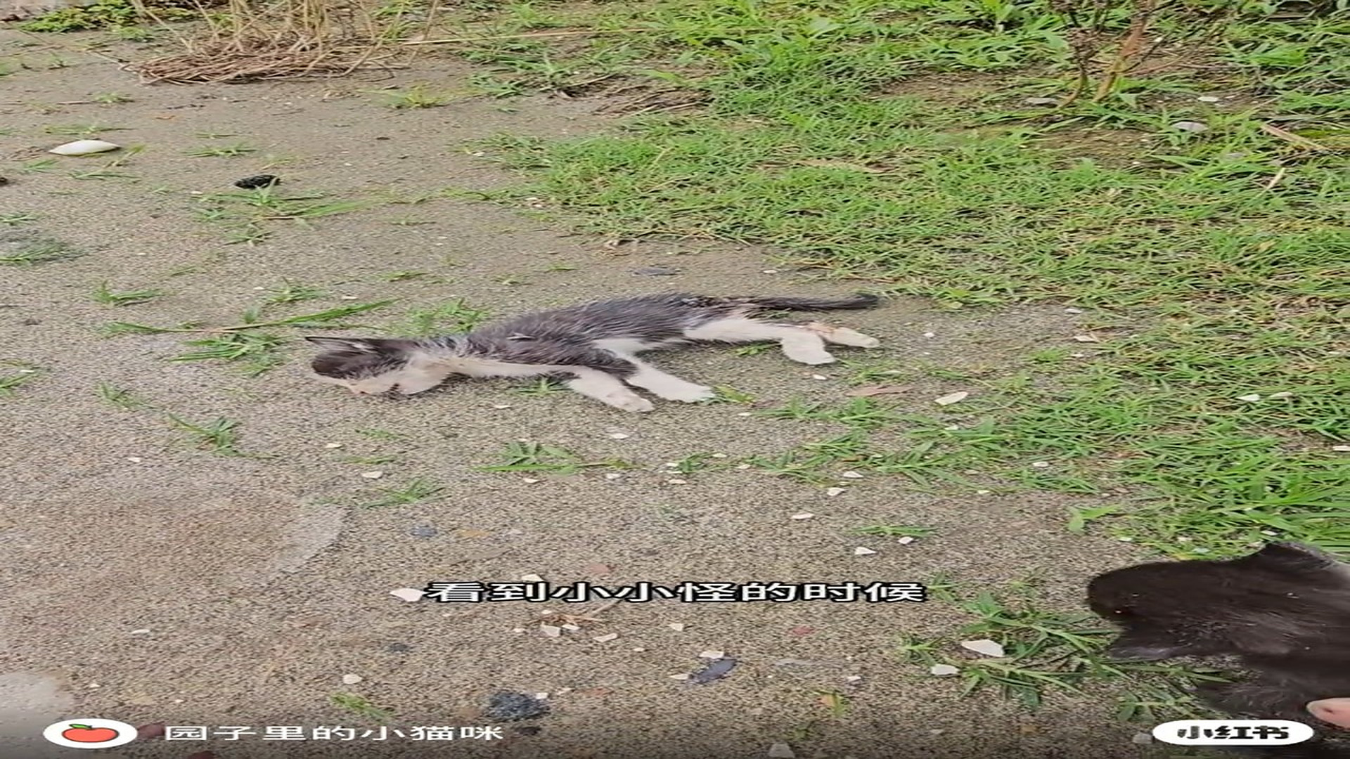 Part 2: Đ2007002_救命!马路边捡了一只等死的小奶猫
