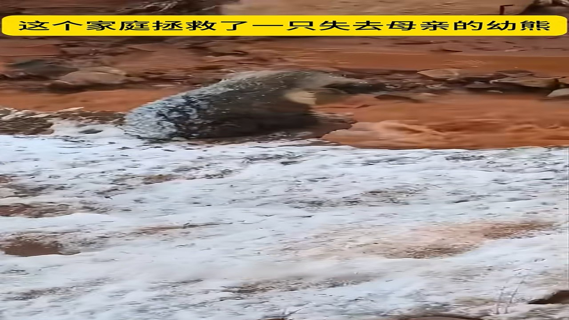 Part 2: Đ2007001_失去母亲的幼熊�在流浪