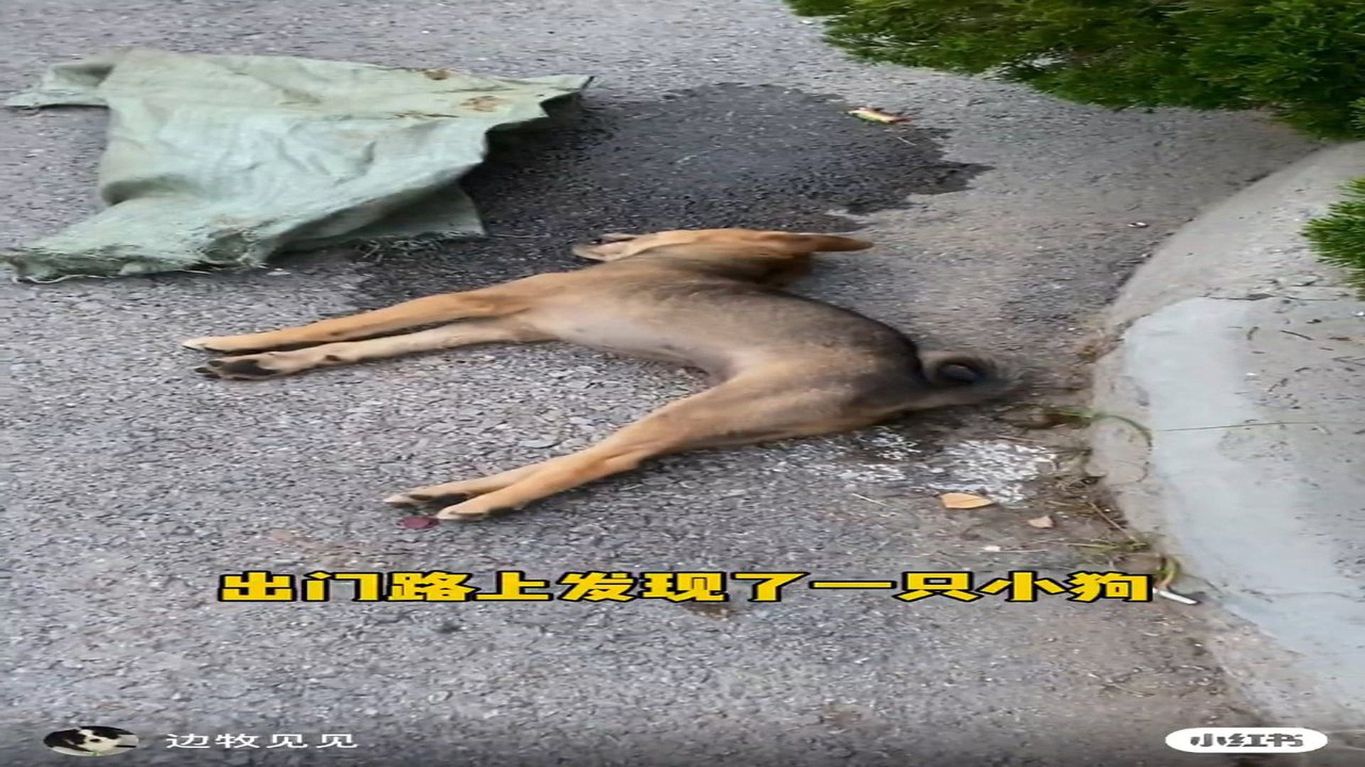 Part 2: Đ2007003_捡到田园犬的过程,做梦都没想到会是这样!
