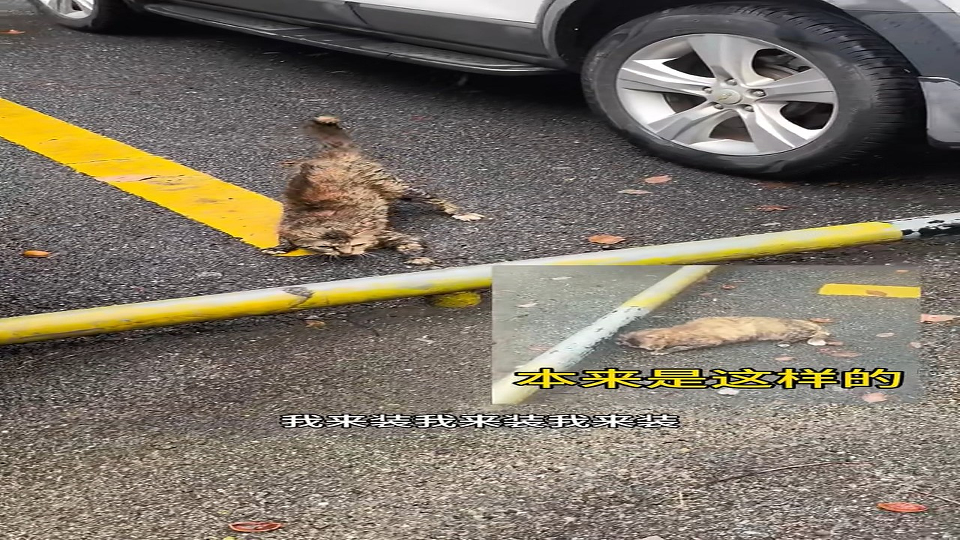Part 2: Đ2007001_下雨天被车压了