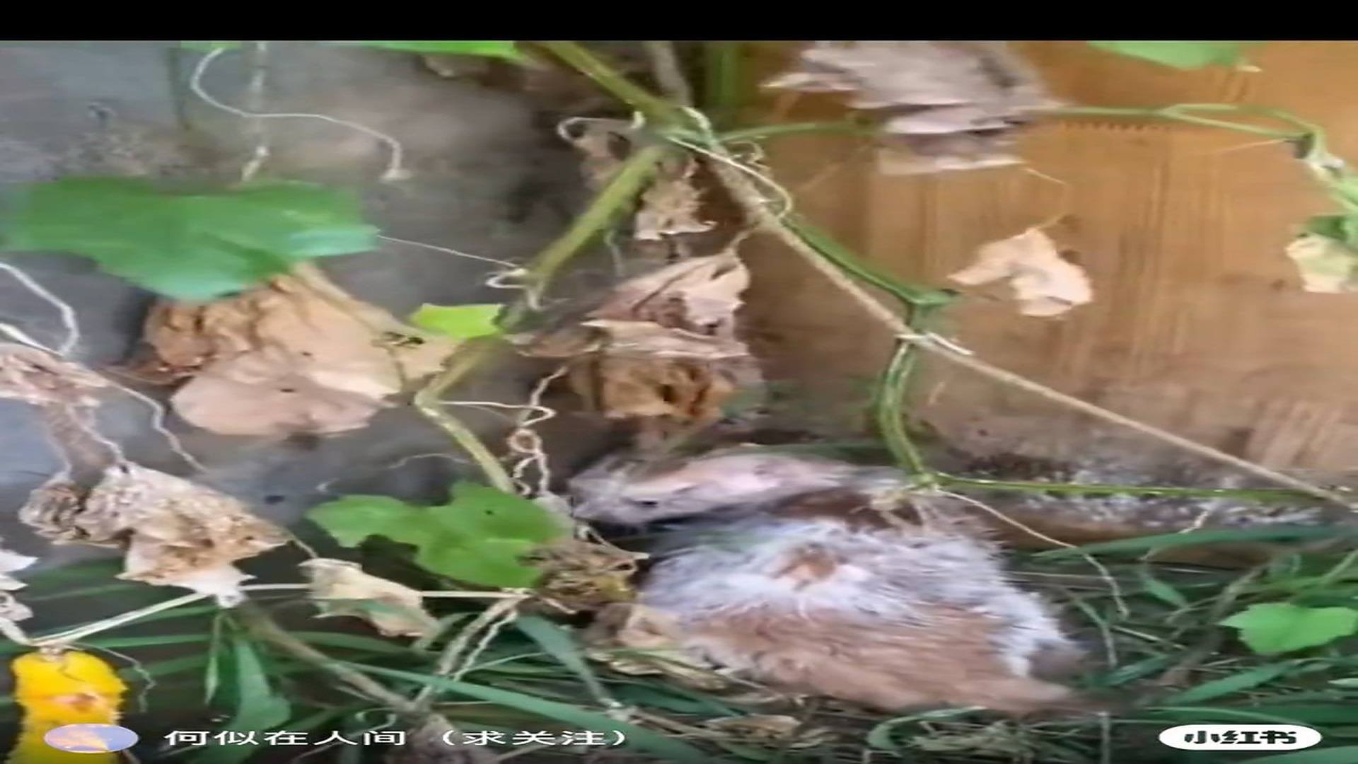 Part 2: Đ2007002_流浪猫被救助