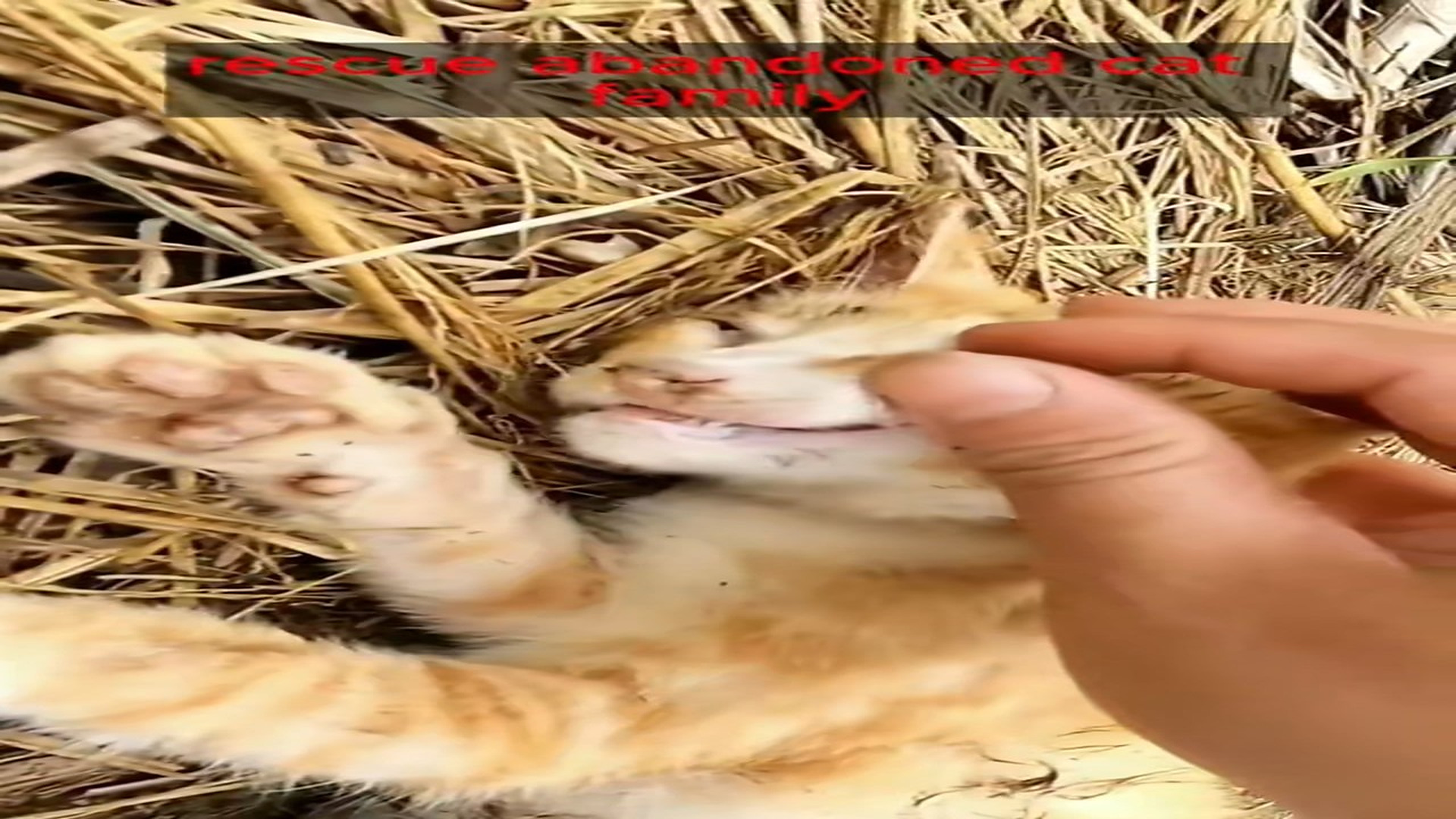 Part 2: Đ2007003_猫妈妈被救了