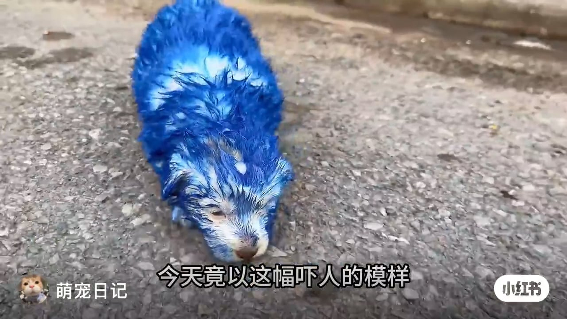 Part 2: Đ1507001_丢失5天的狗狗又回来了,然而主人却不敢认